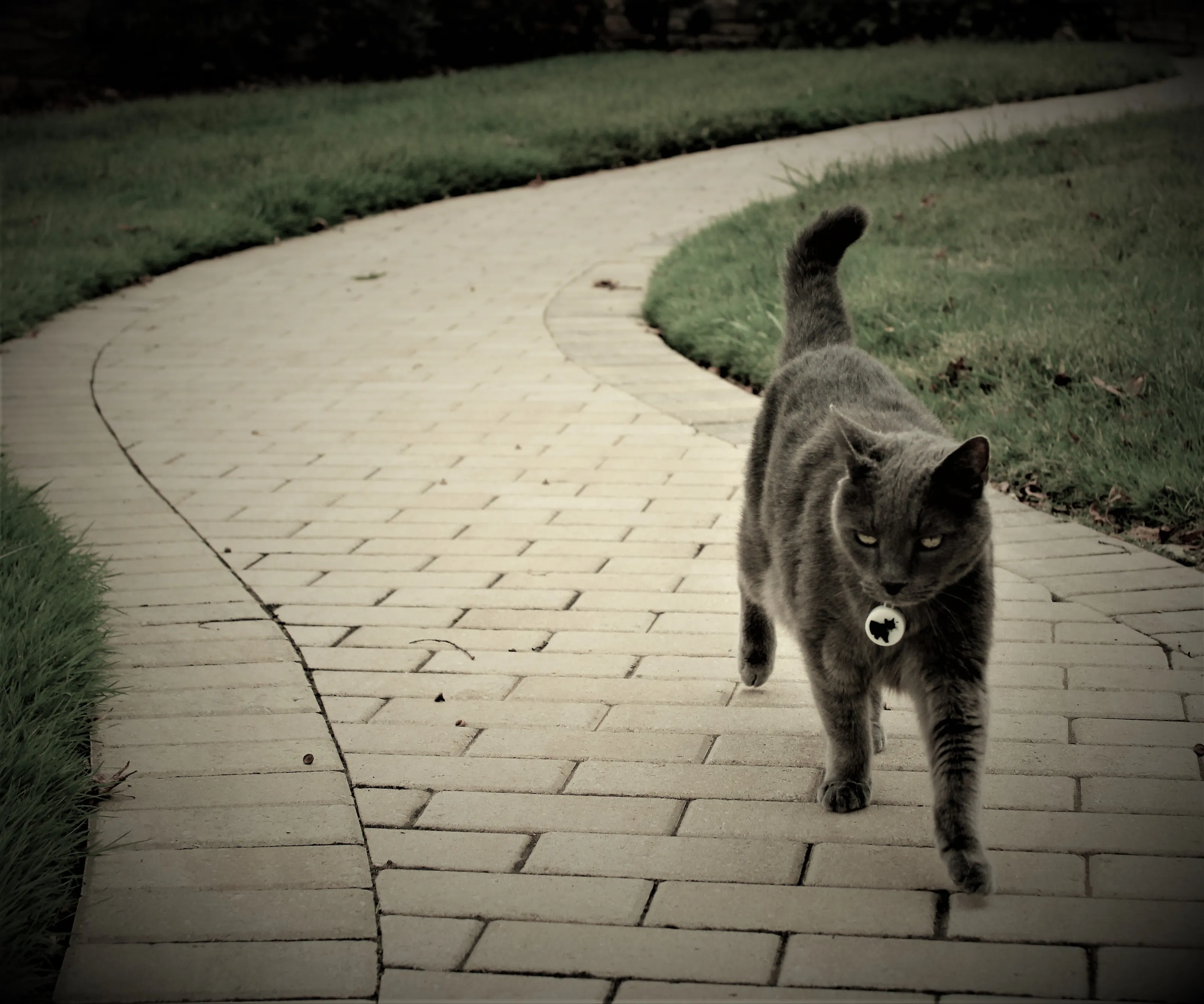 Cat Strut
