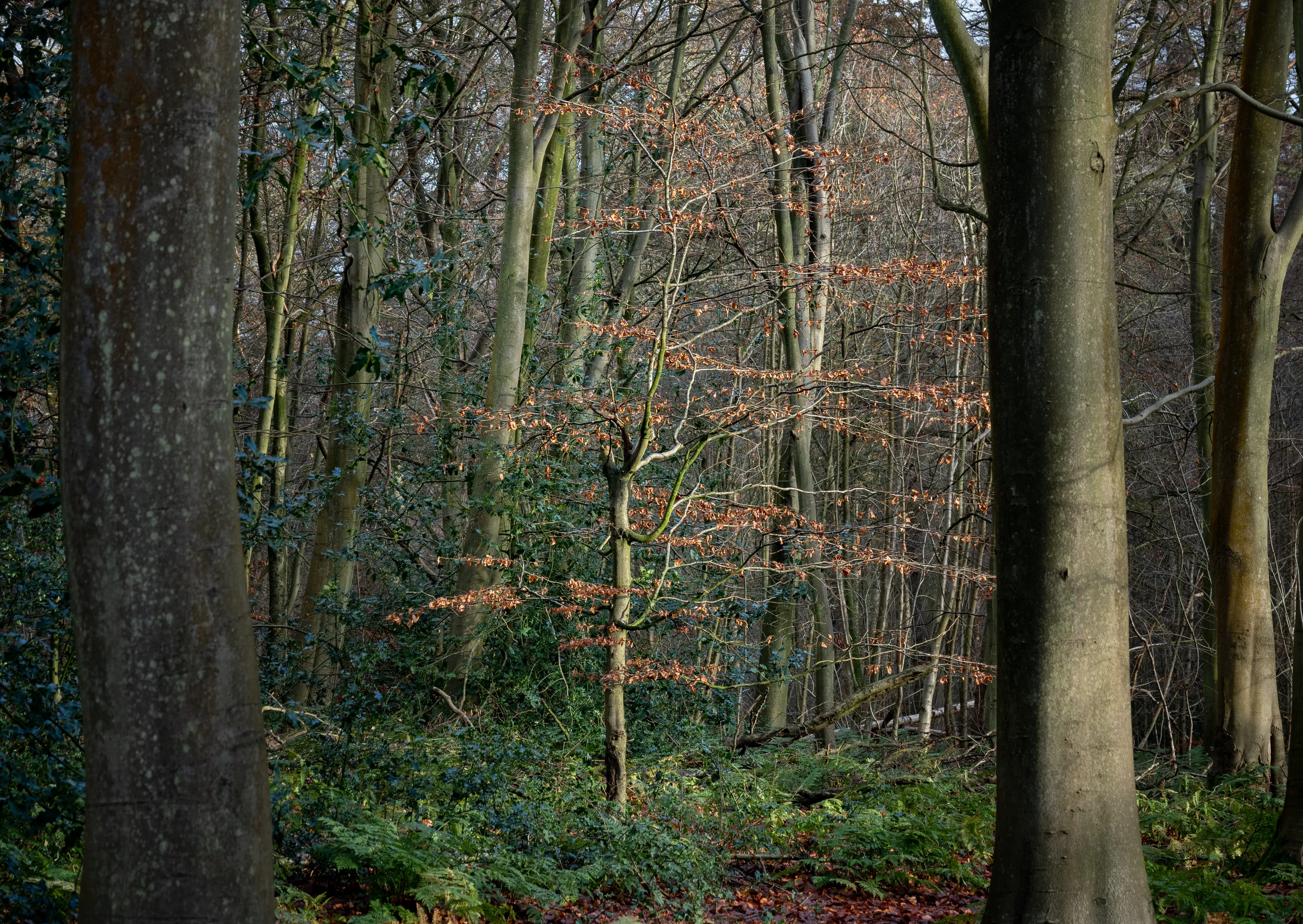 Clinging on to autumn
