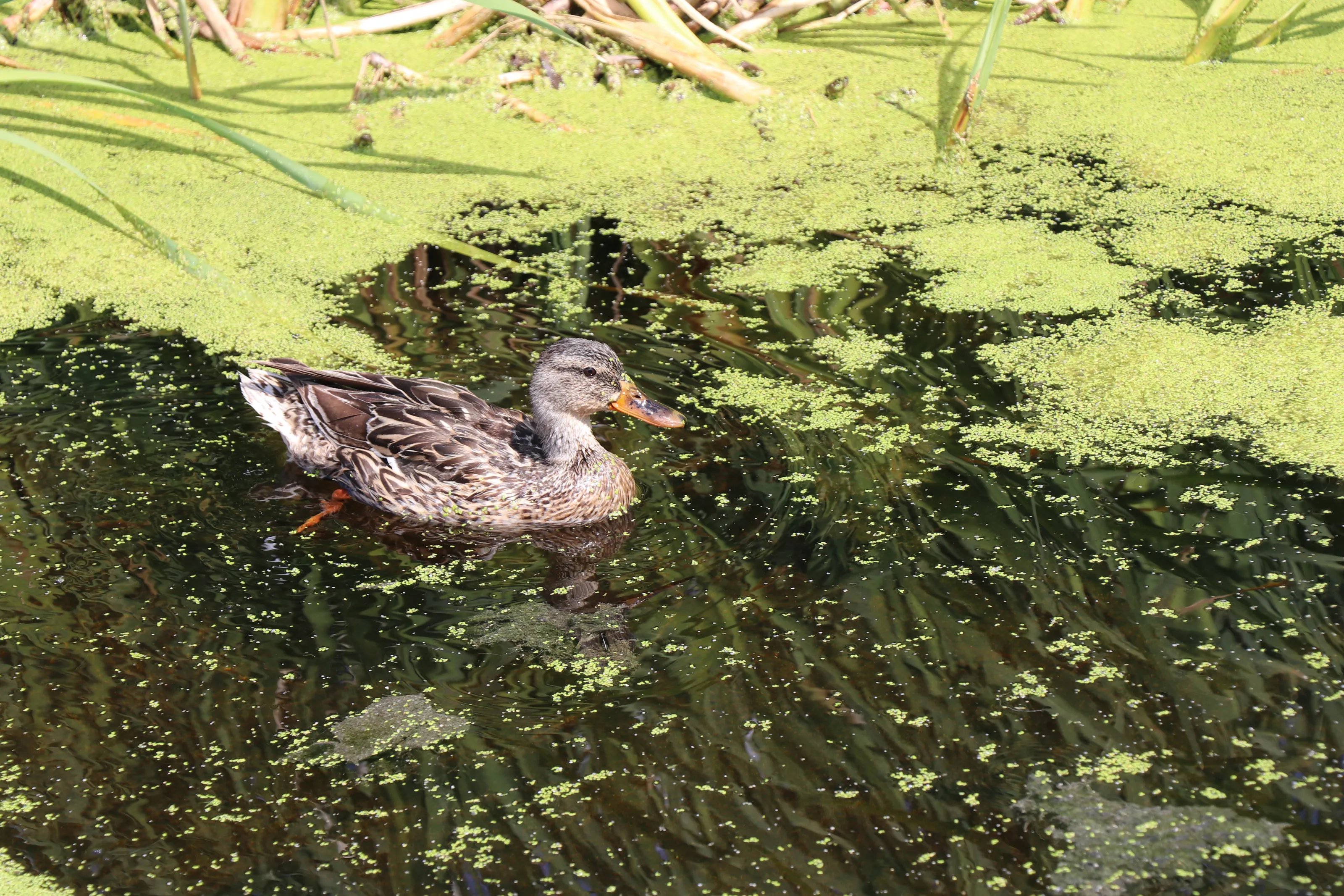 Birds on Water