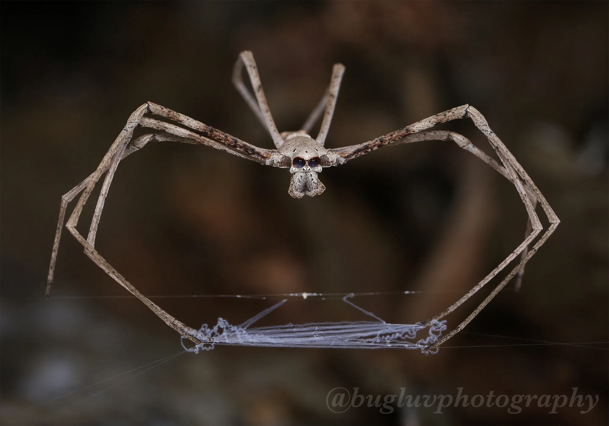 Net-casting Spider