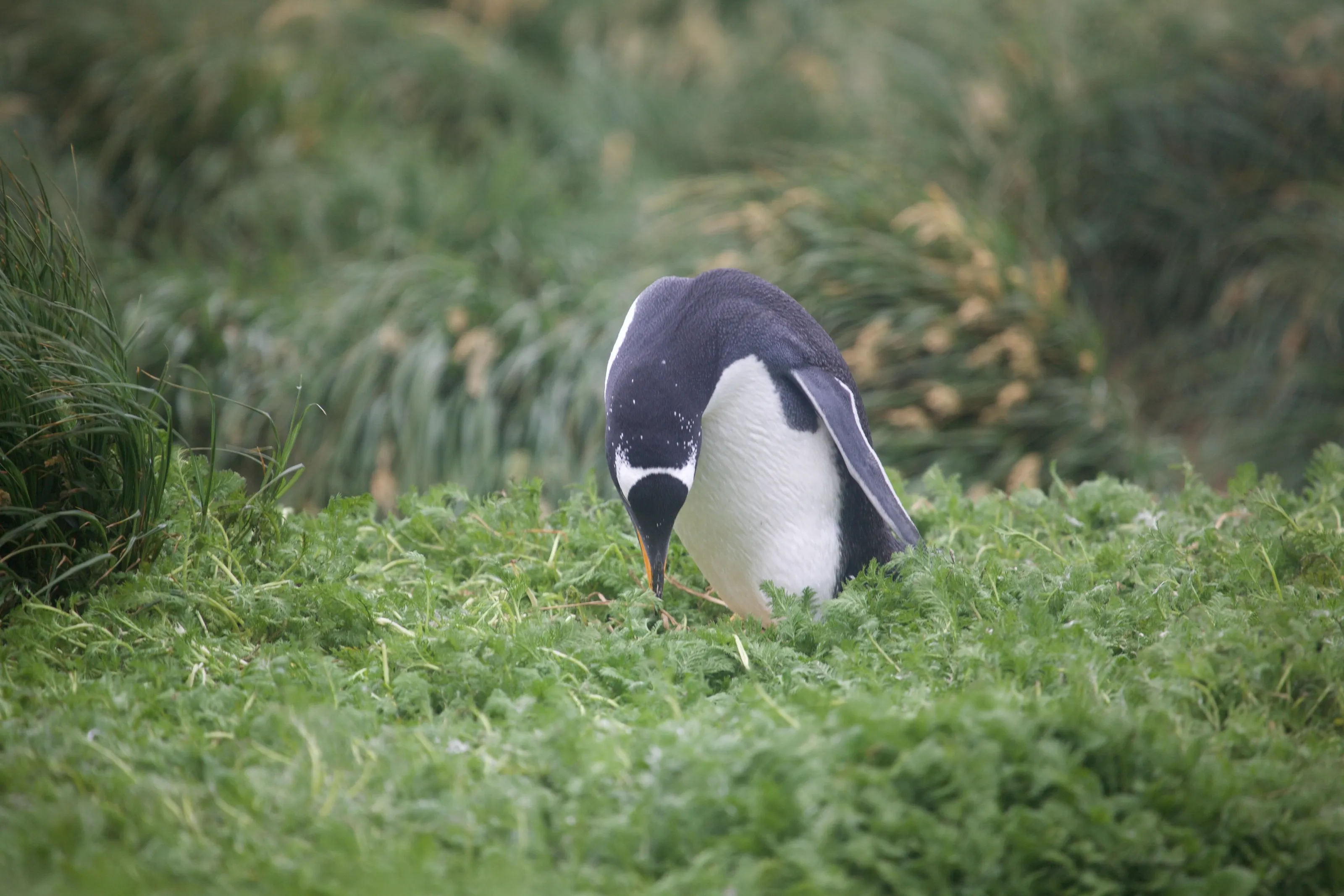 Penguins nesting