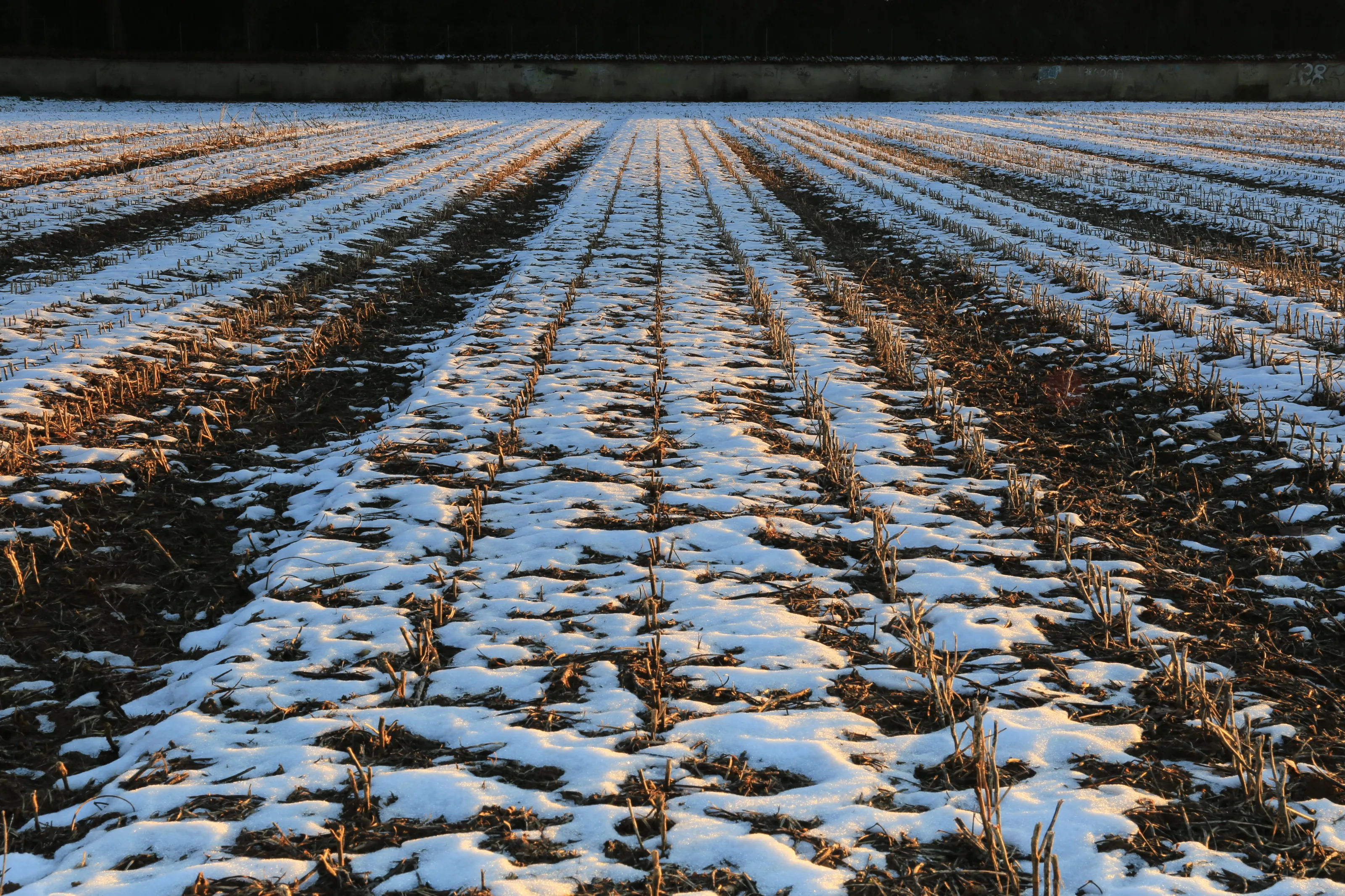 Winter field