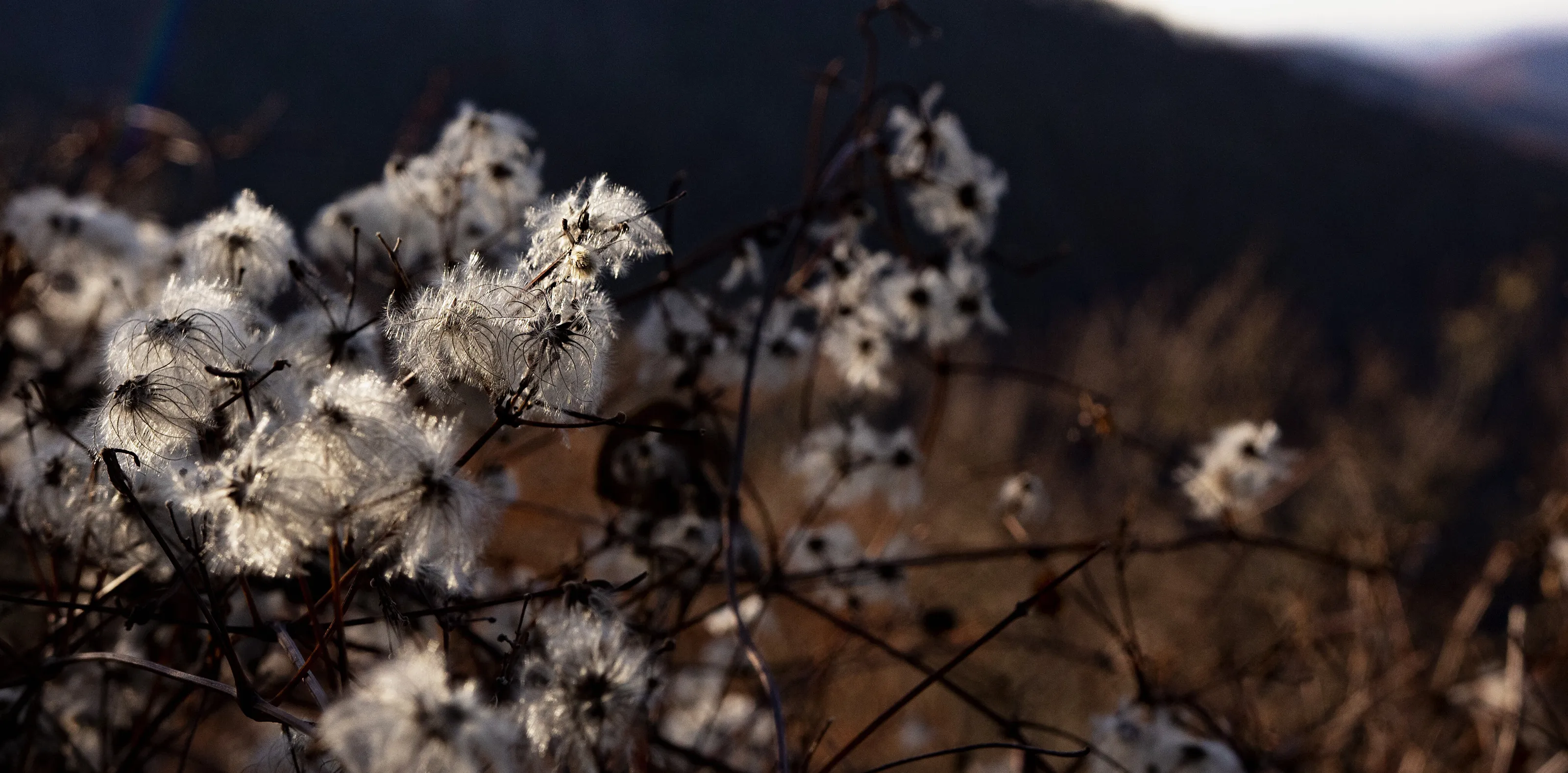 Clouds of Cotten