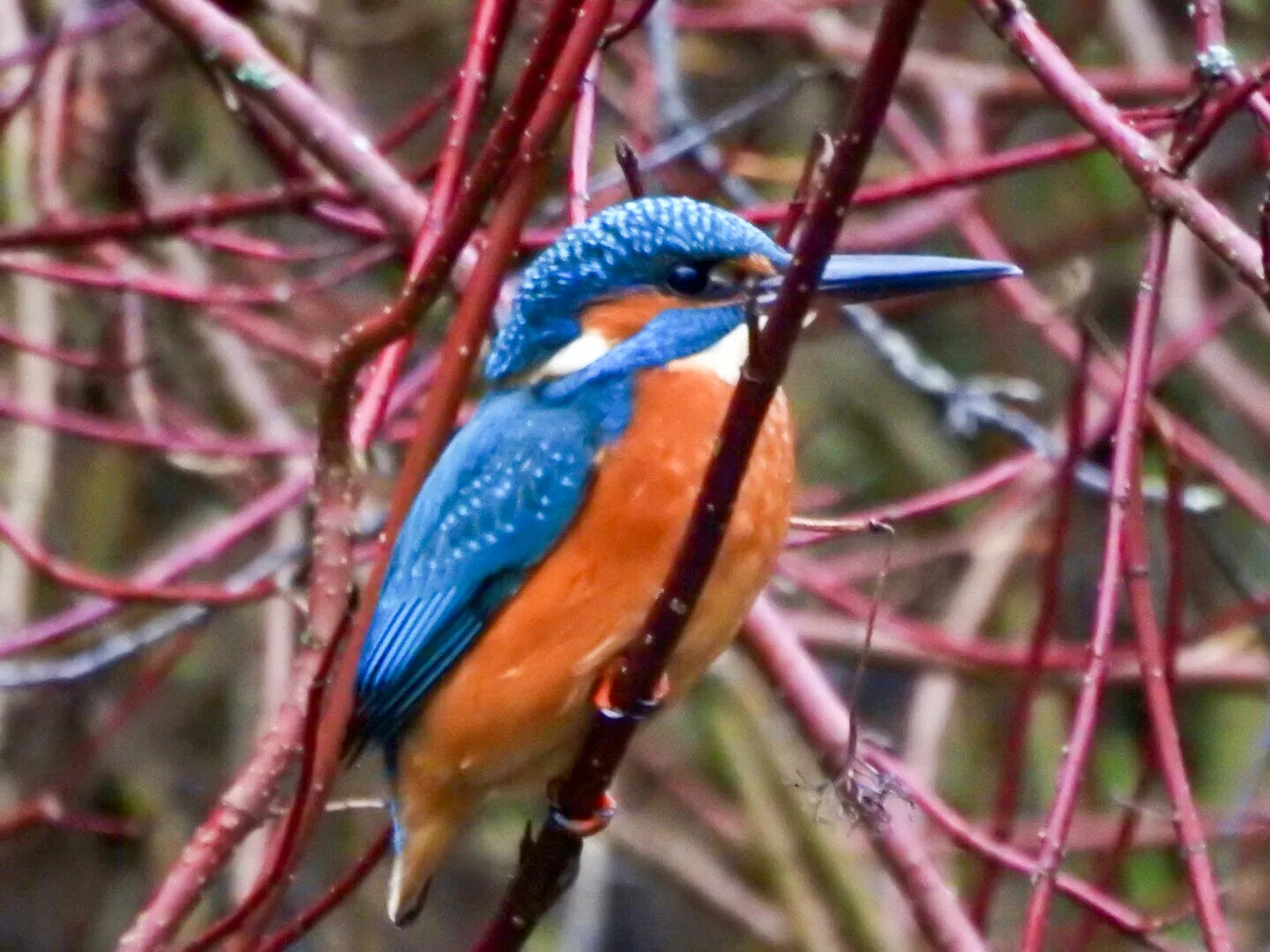 Mr Kingfisher