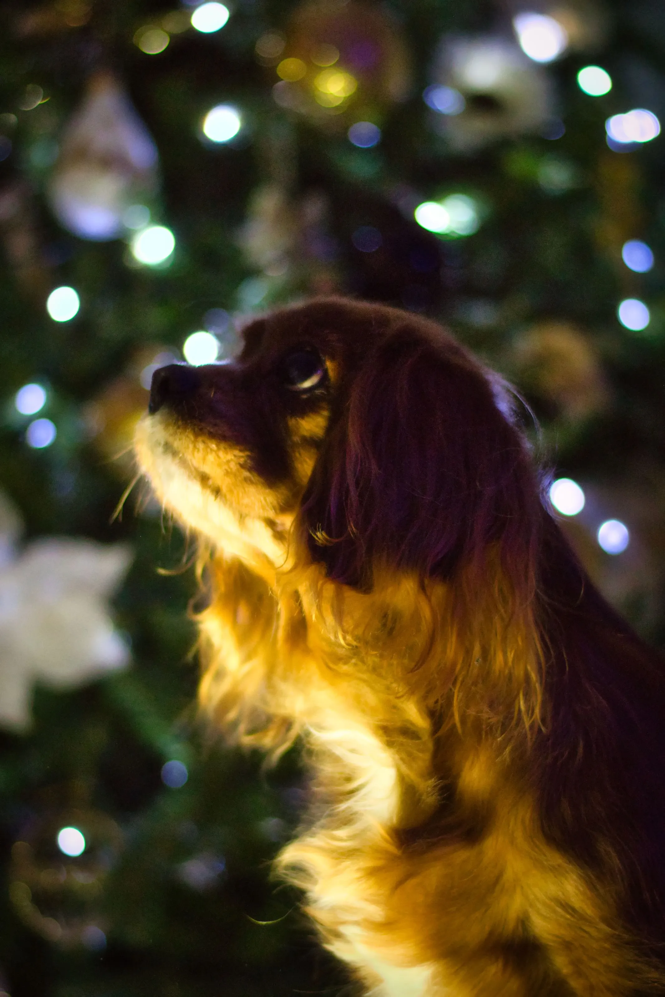 Happy Xmas