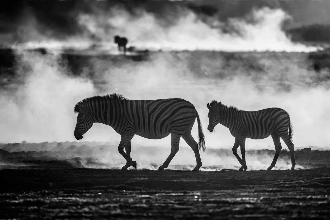 Zebras and Dust (2)