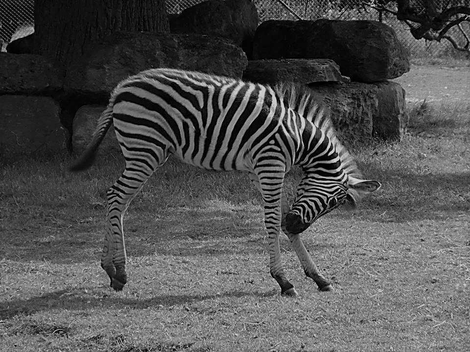 Zebra B&W