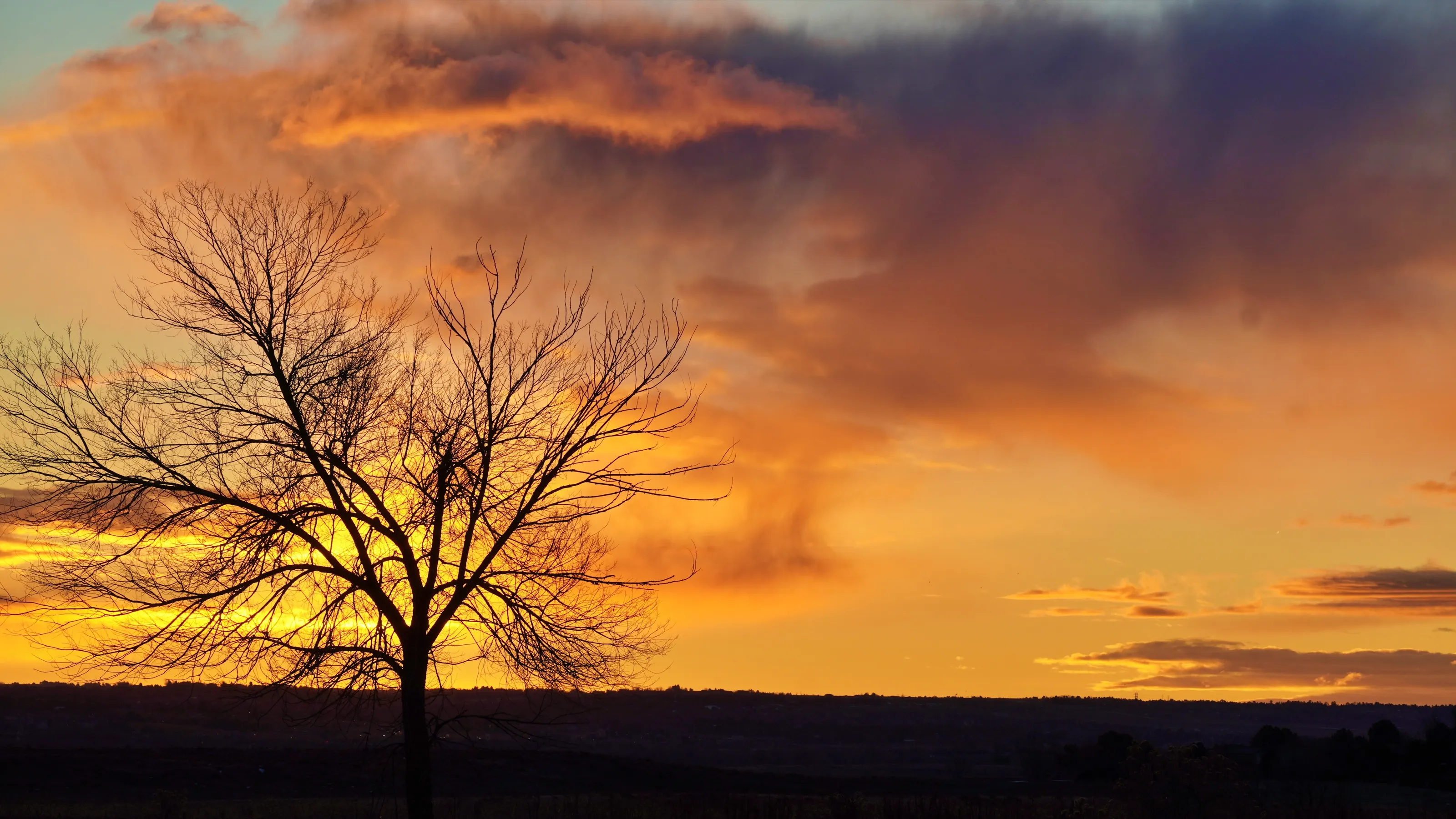 Golden Glow