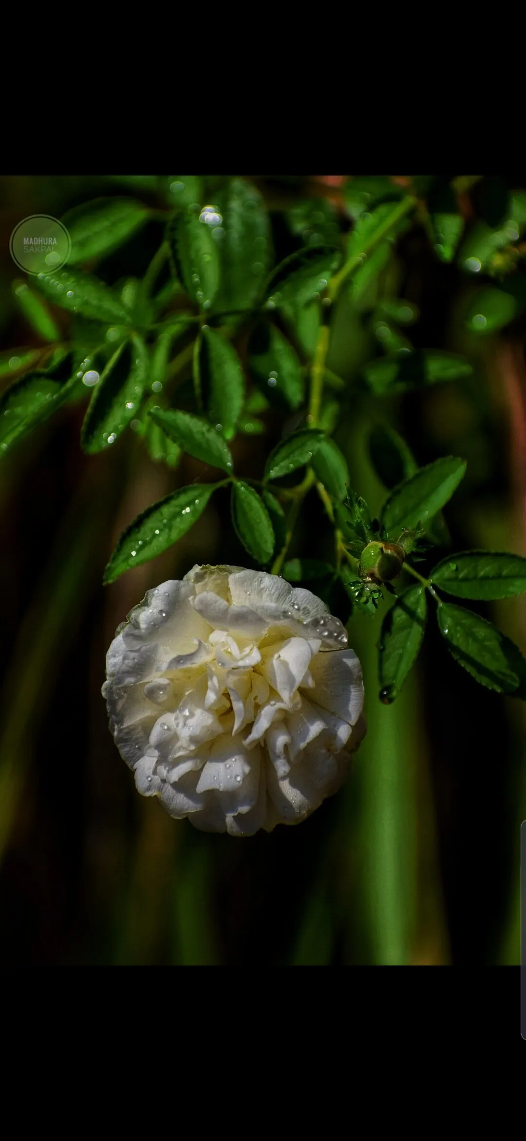 The White Rose