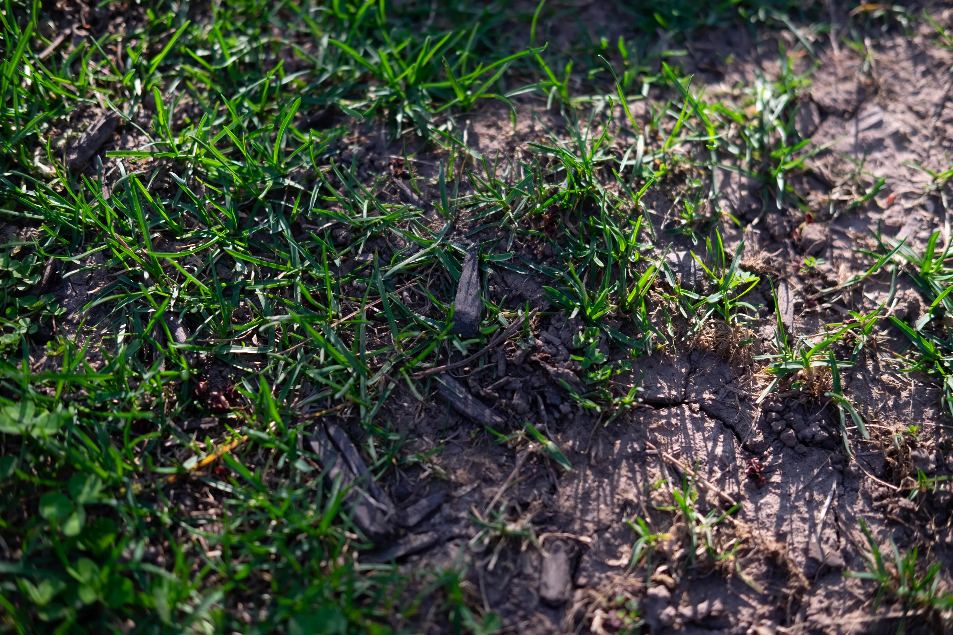 Green at Your Feet