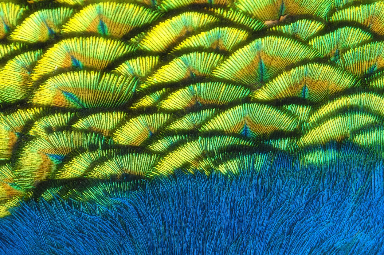 Feather Landscape