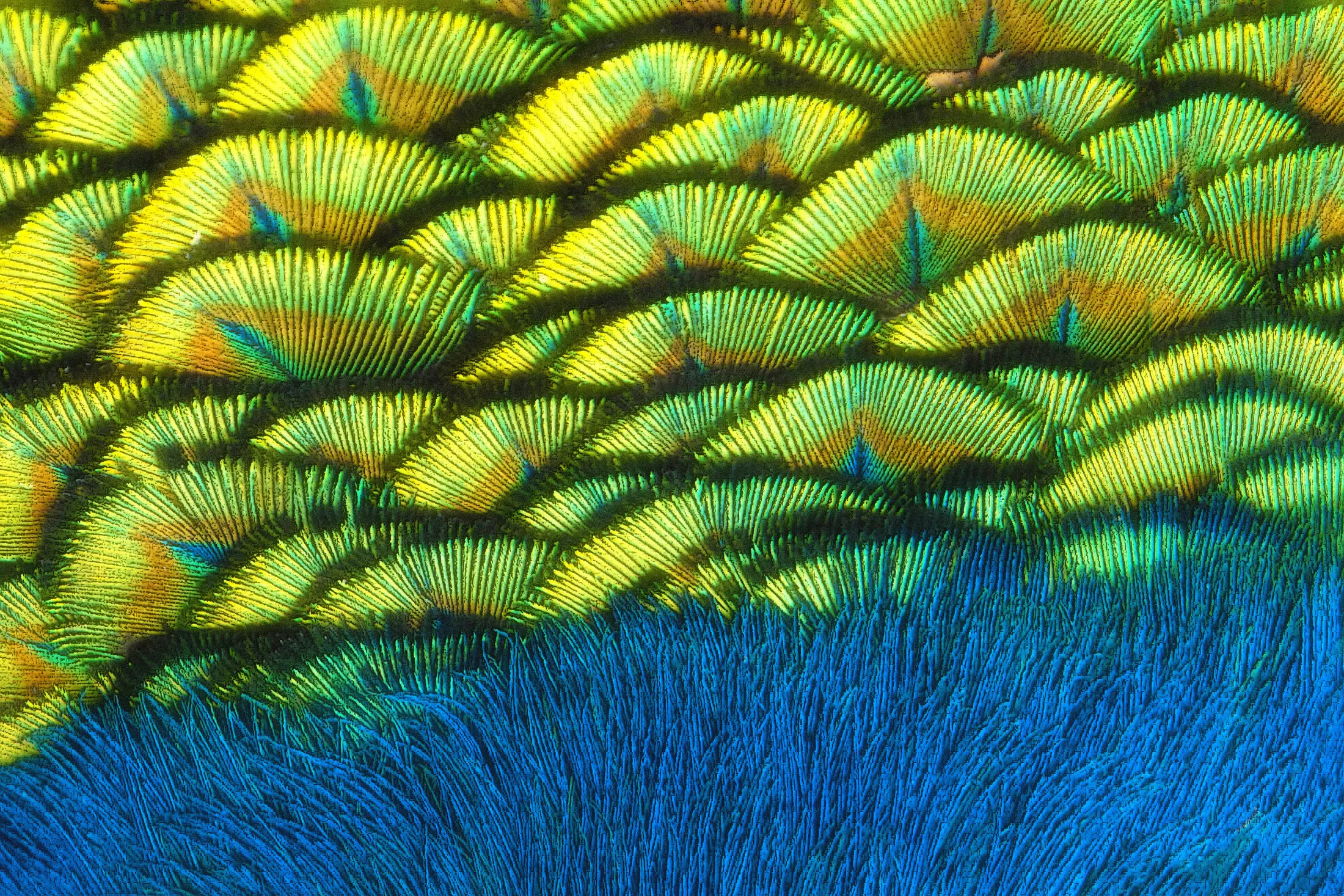 Feather Landscape