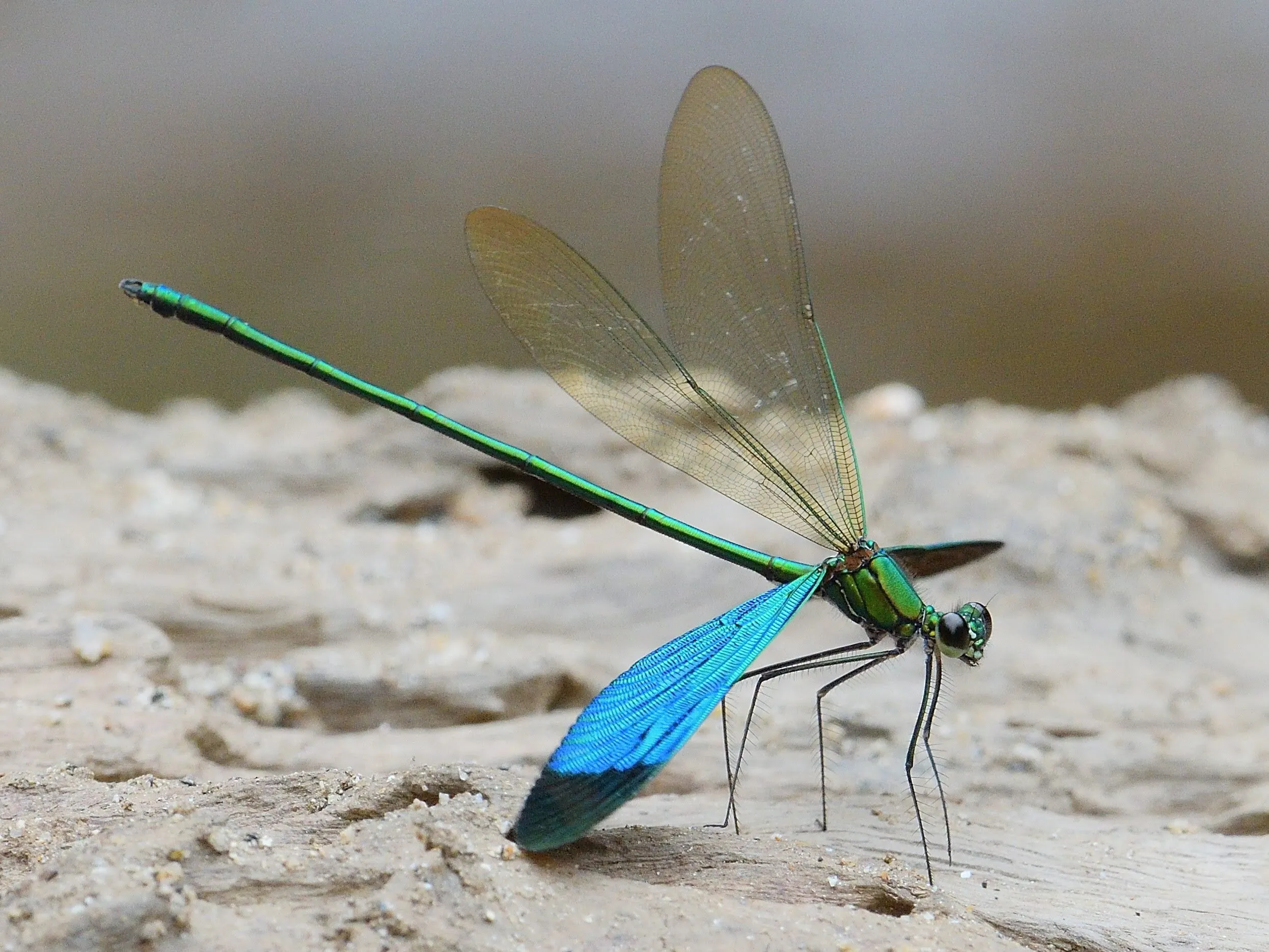 Emerald wonder