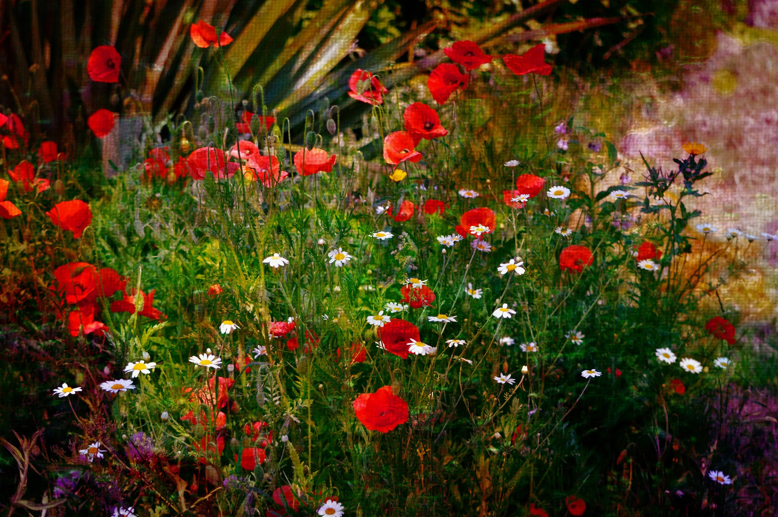 Wildflower Poppies