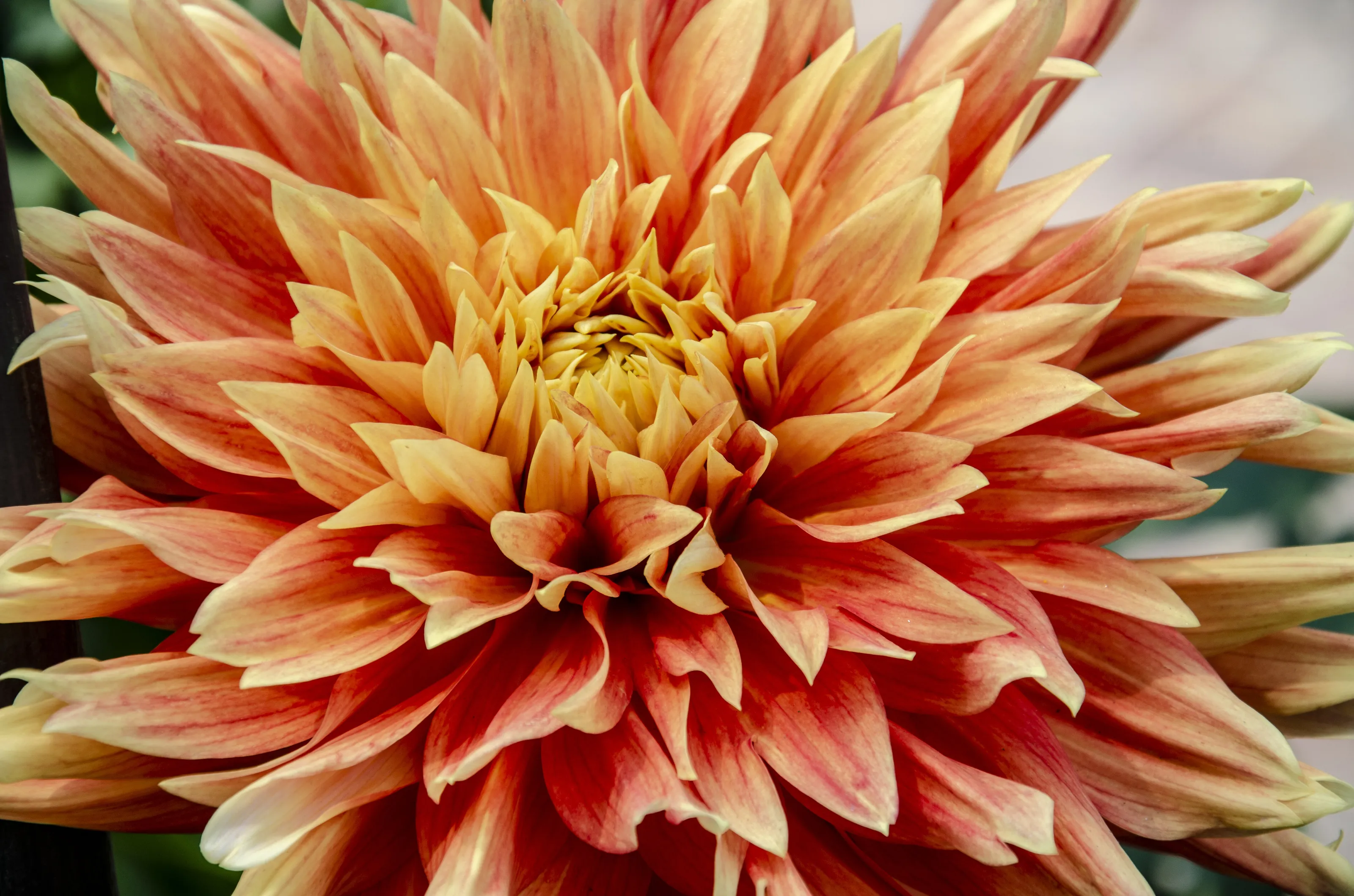 Flowers In Italy
