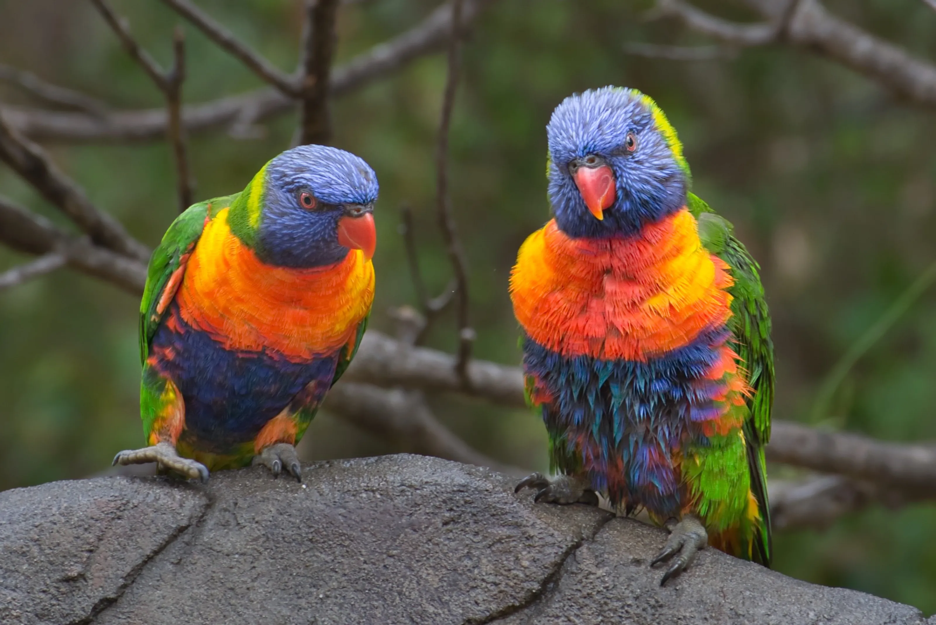 Cheeky Rainbow Lorikeets