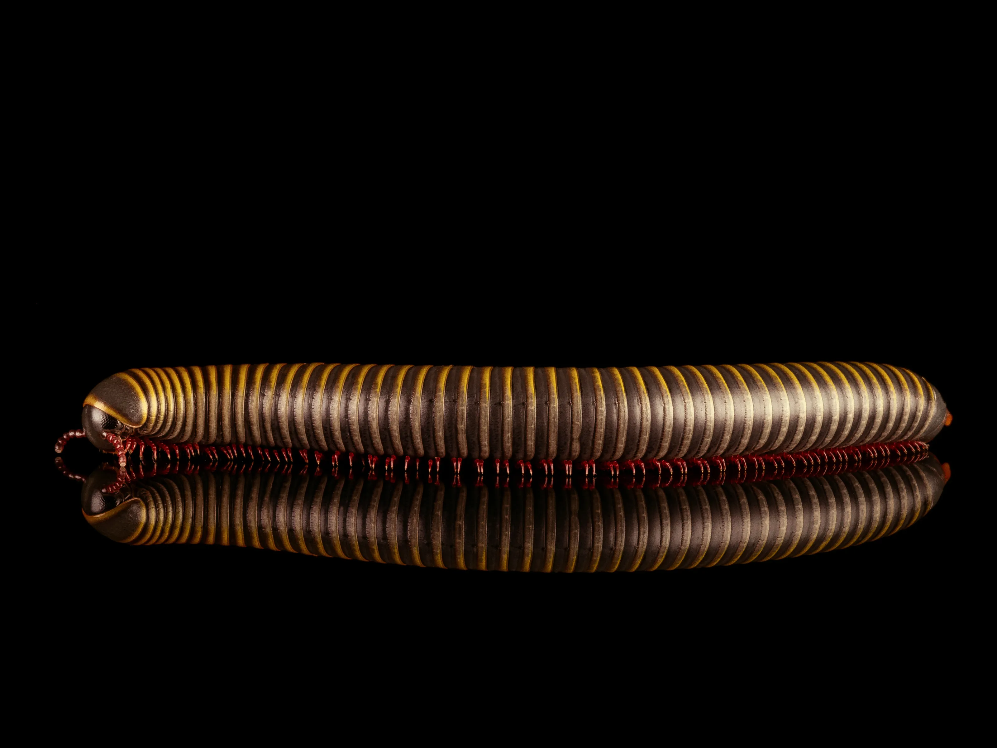 millipede