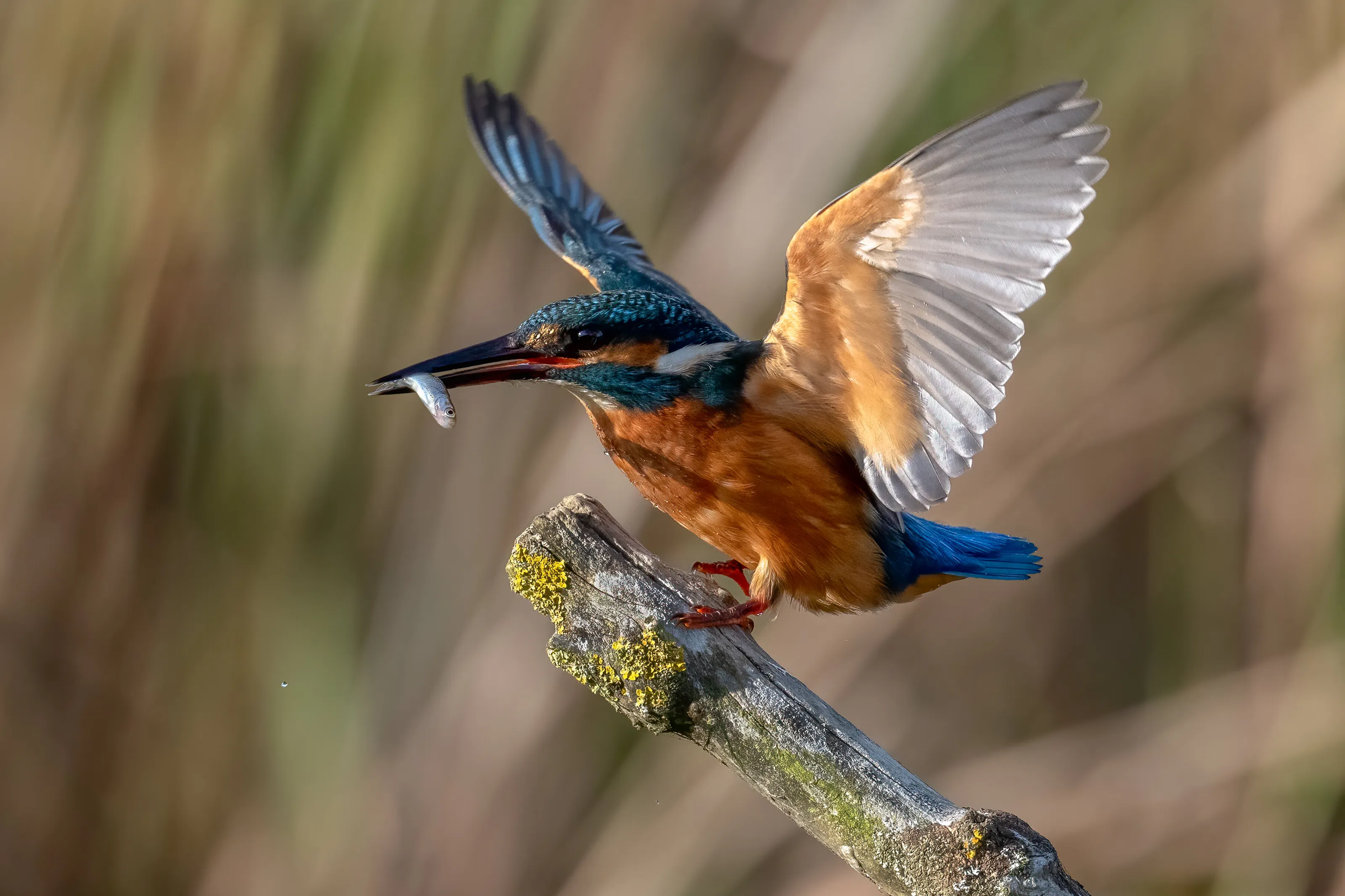 Kingfisher Landing