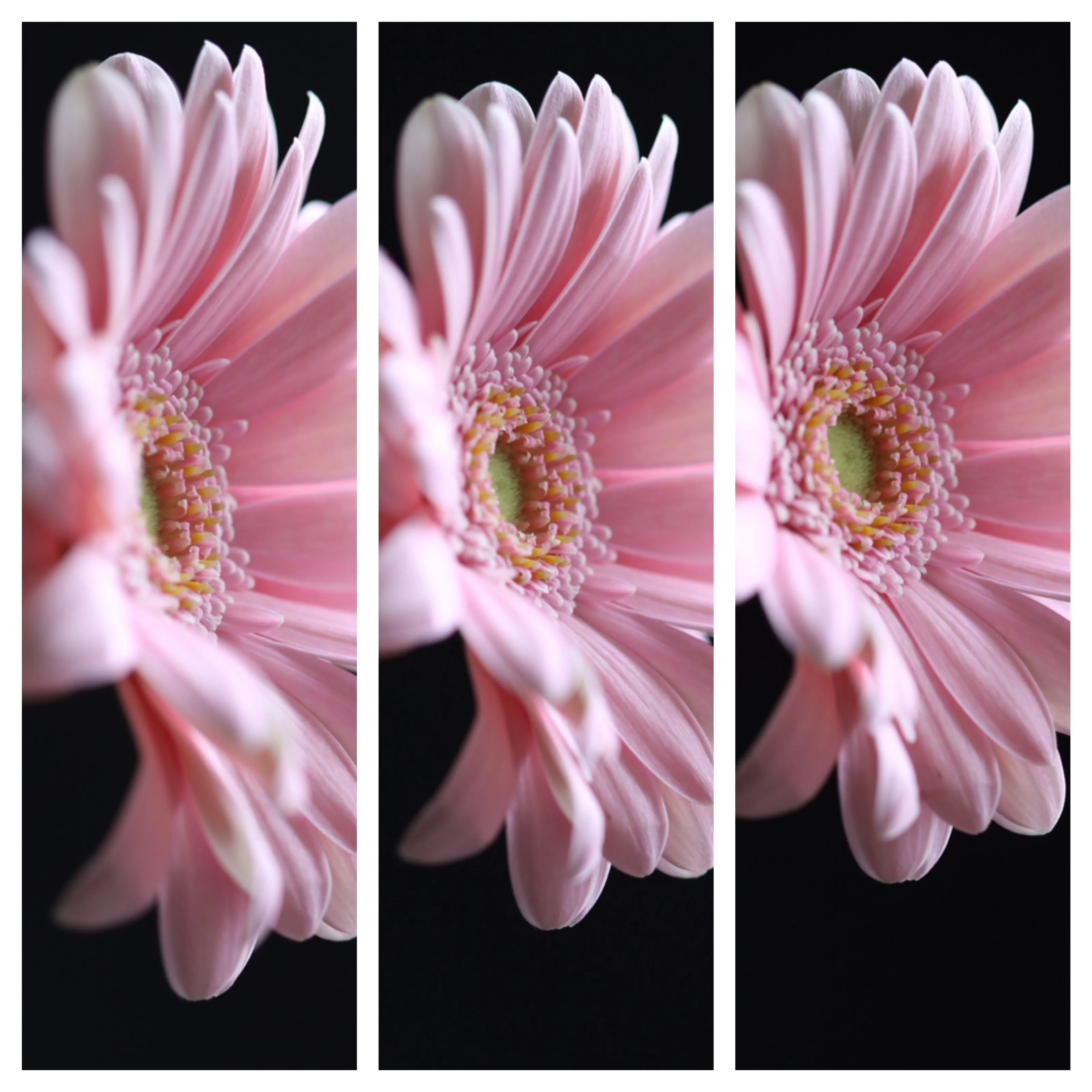 A trio of pinks