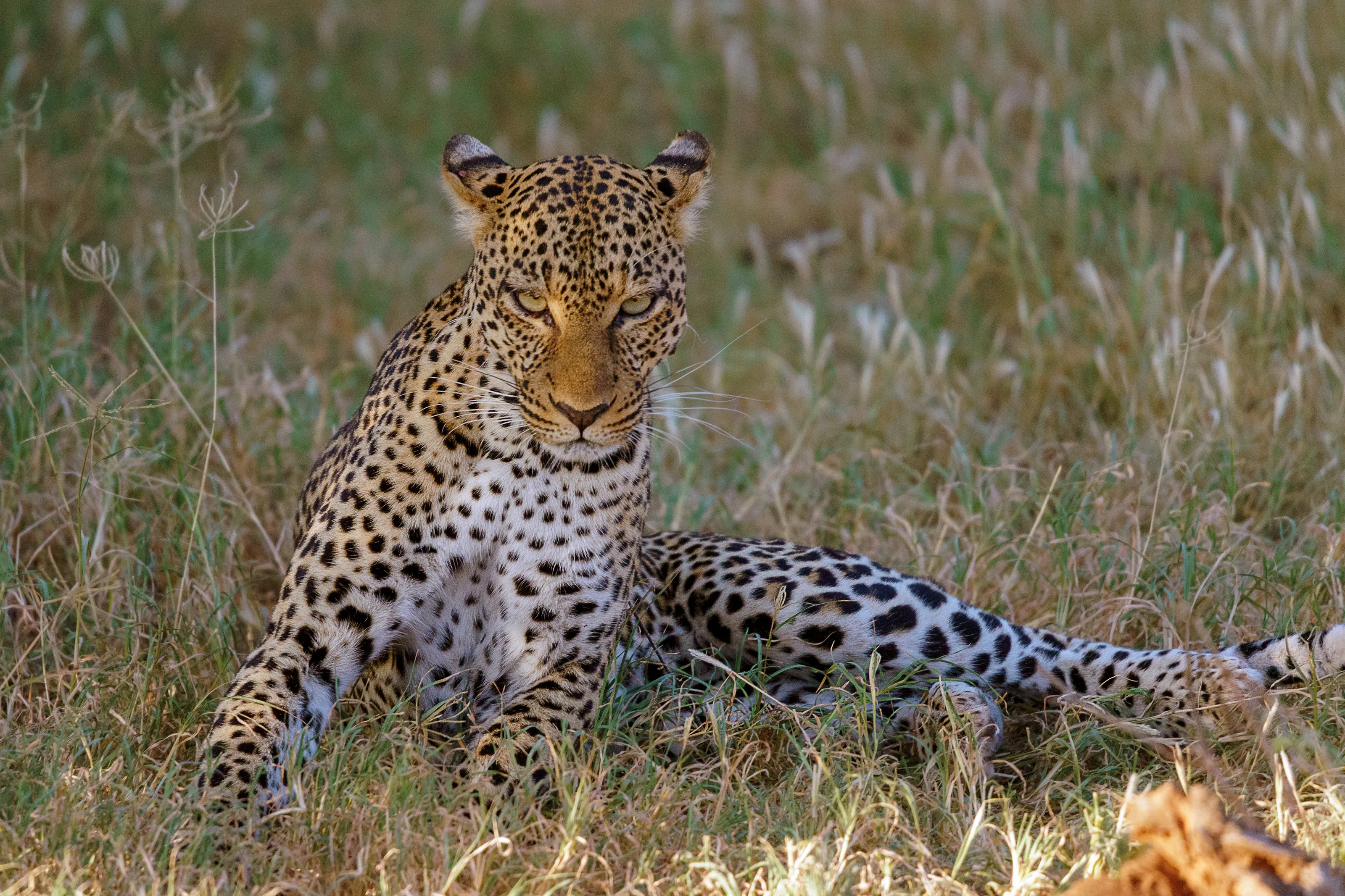 The Leopard
