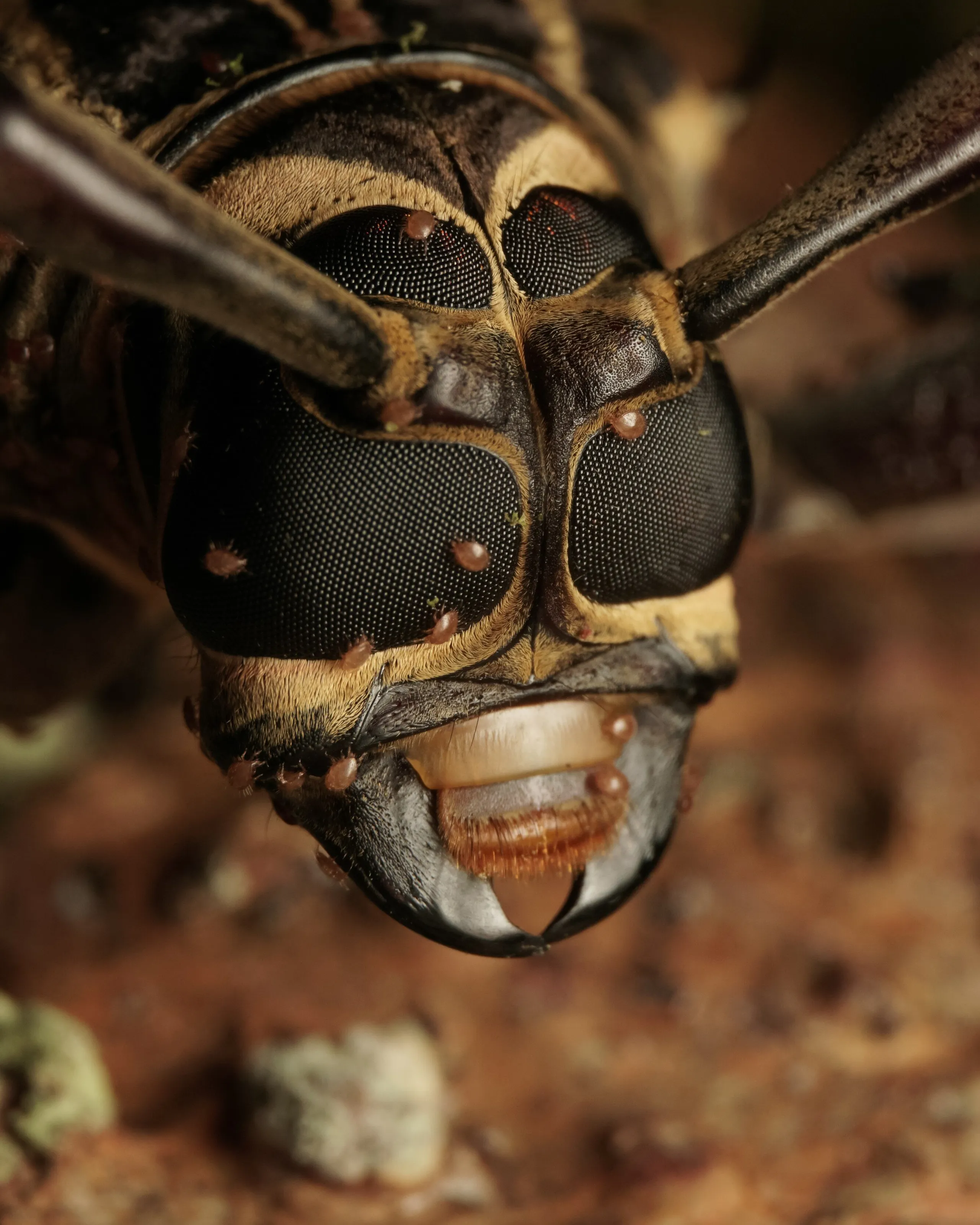 Harlequin Beetle With Mites