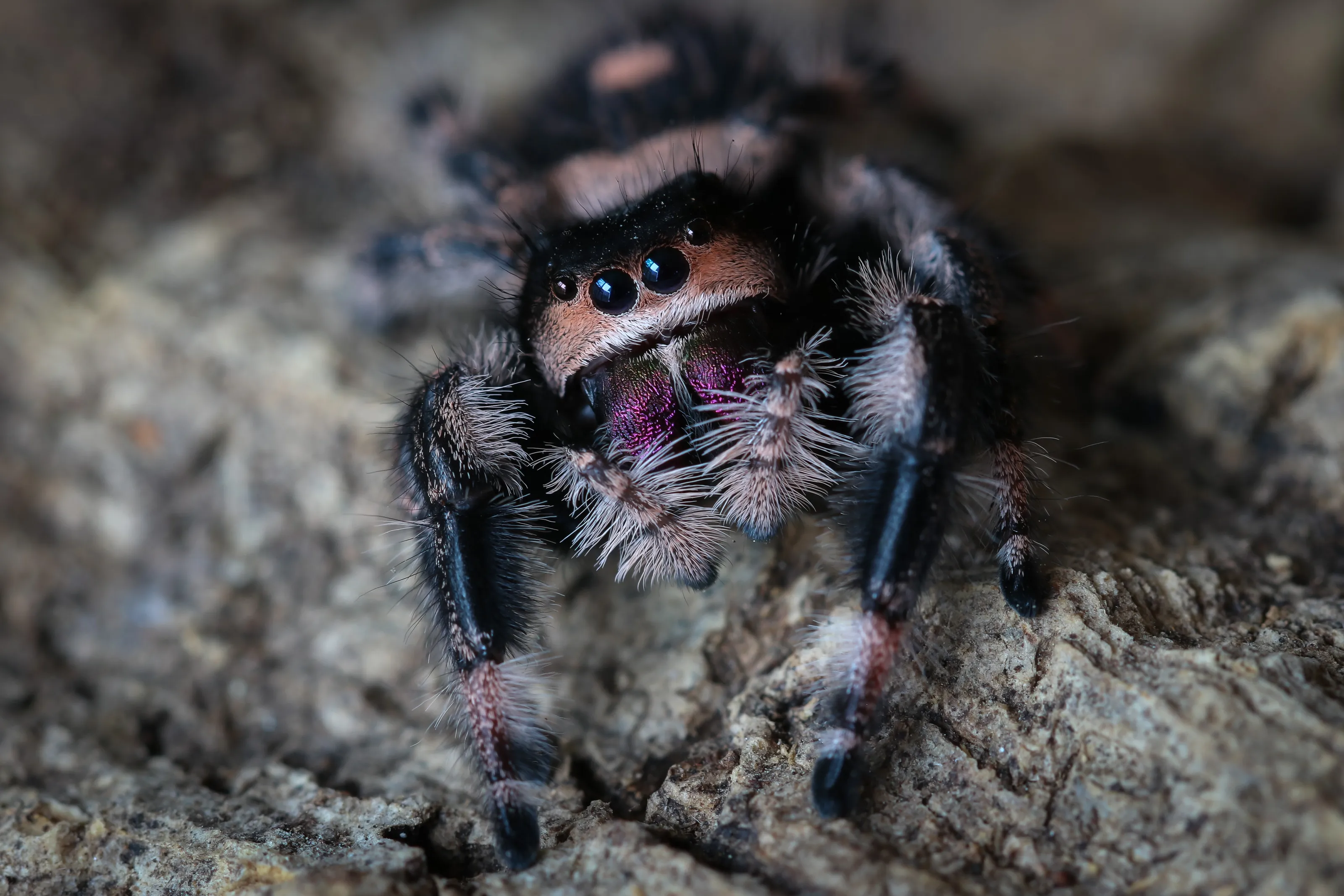 Phidippus regius