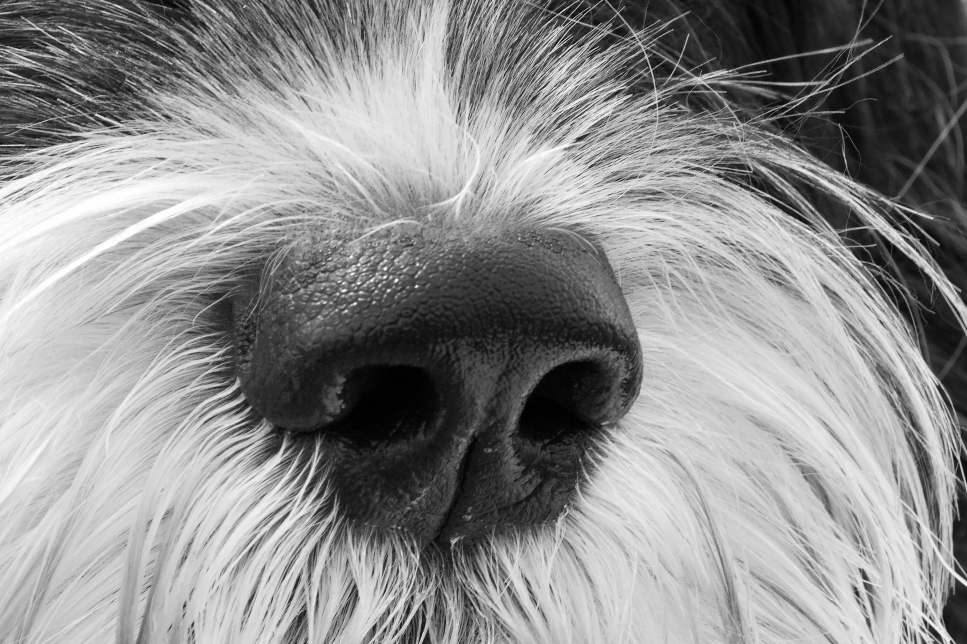 Nosey pup