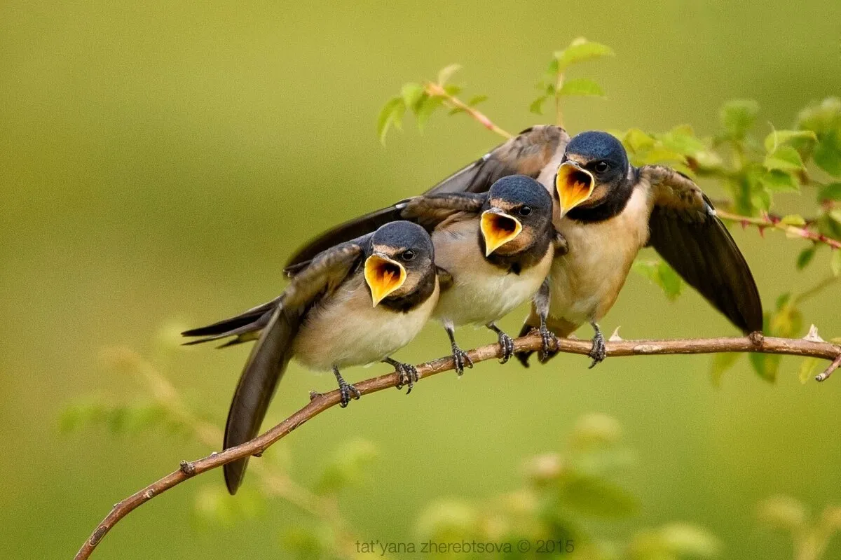 Chorus of swallows
