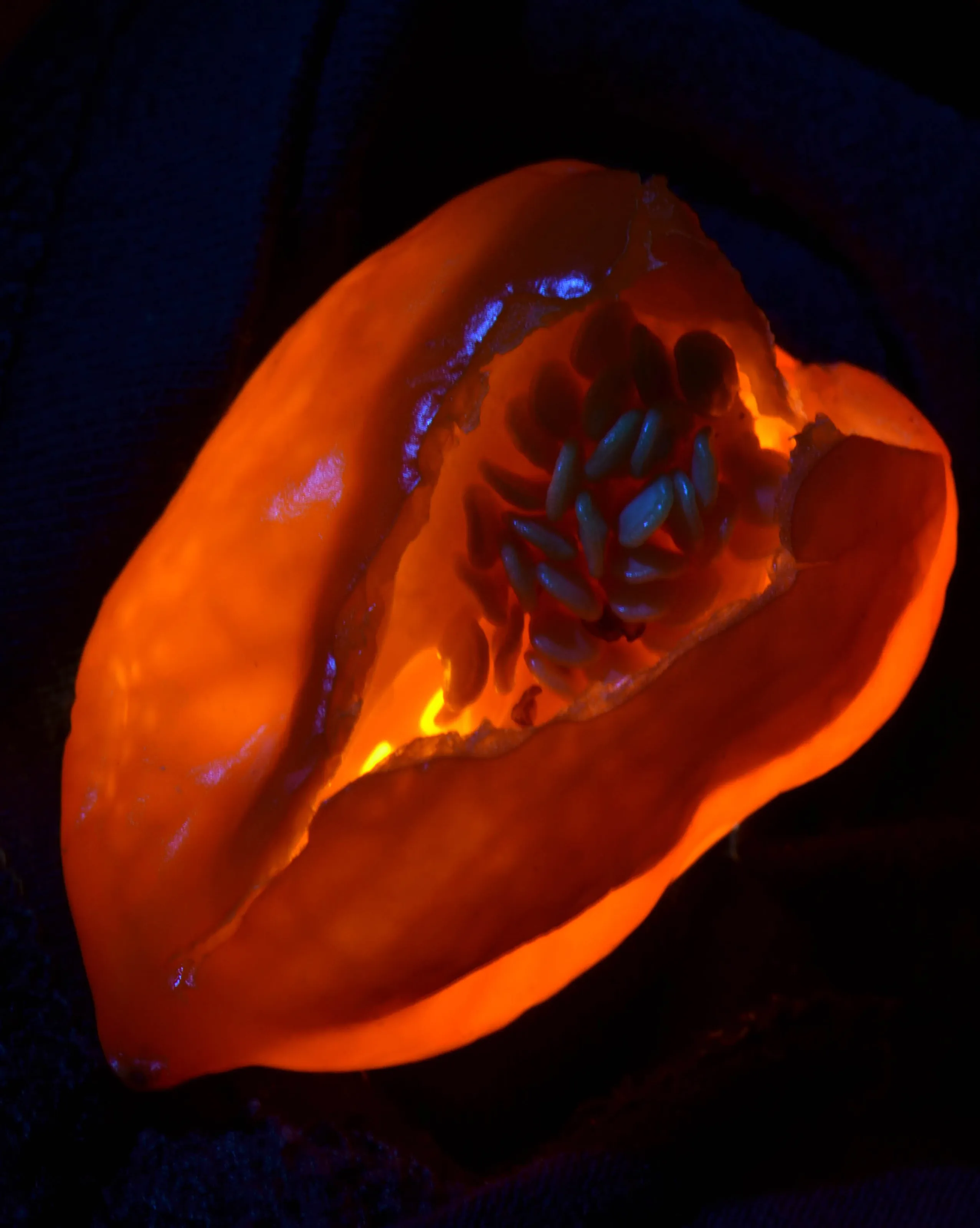 Fiery habanero