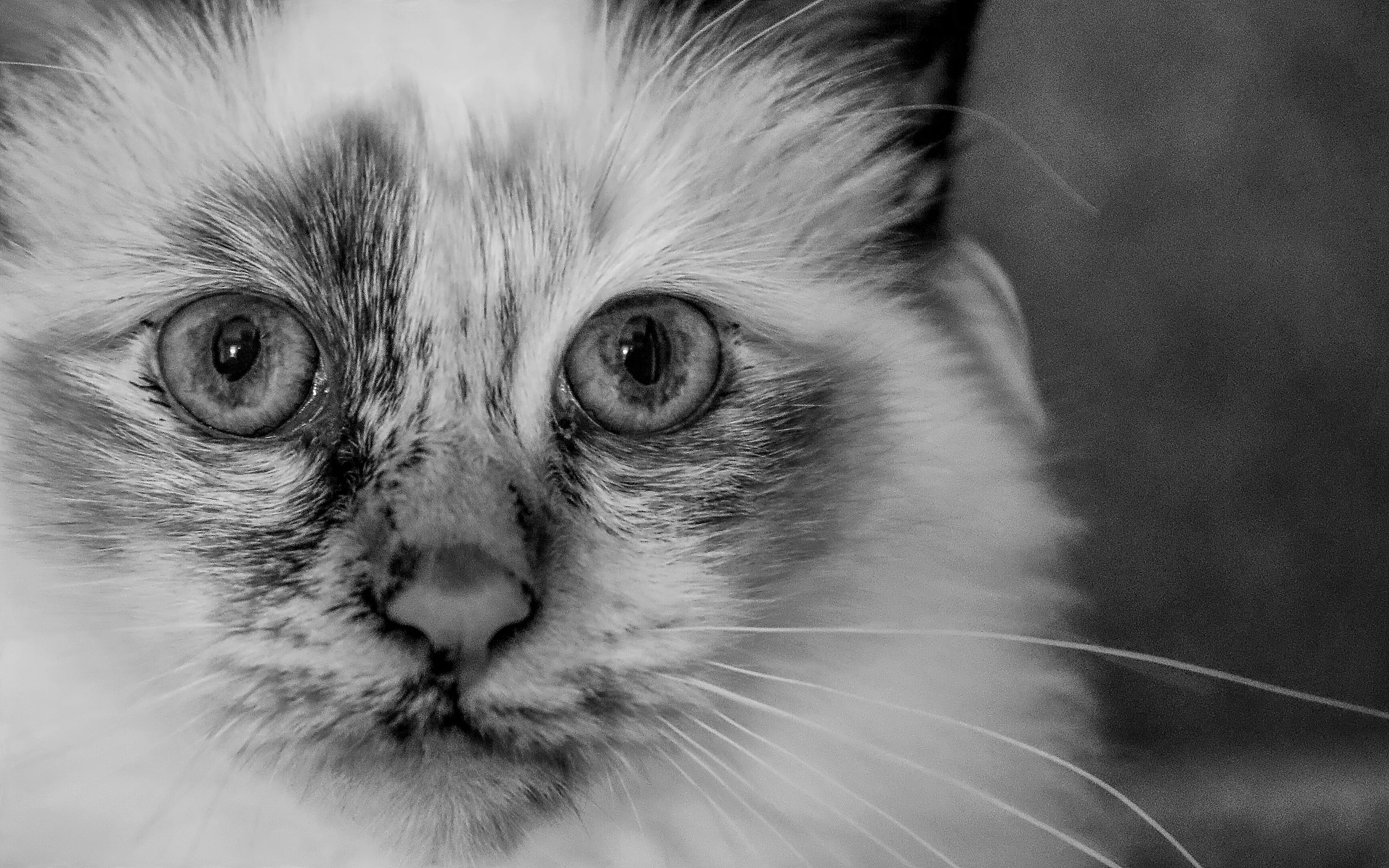 Birman in Black & White