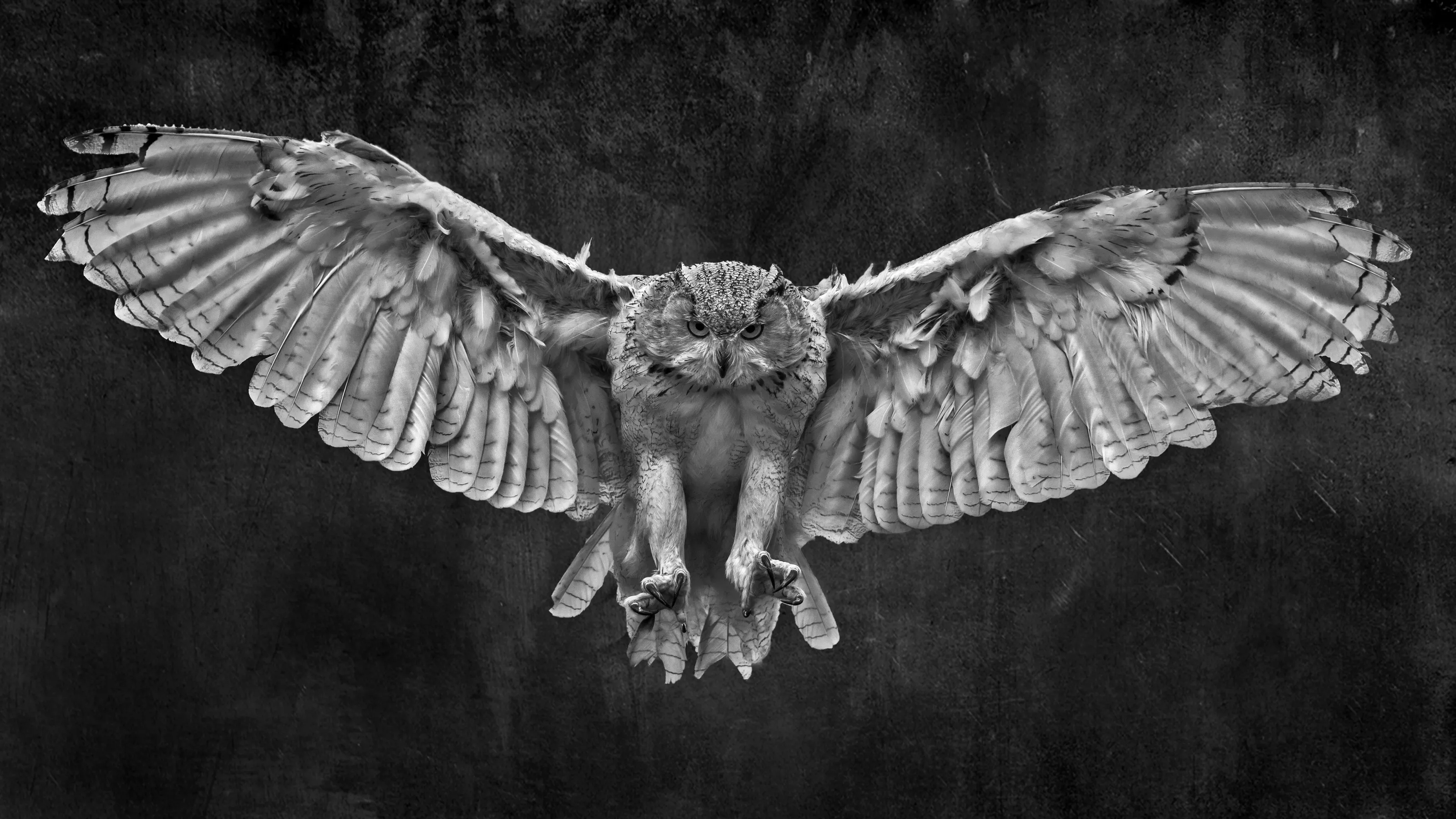 Spread Eagle Owl