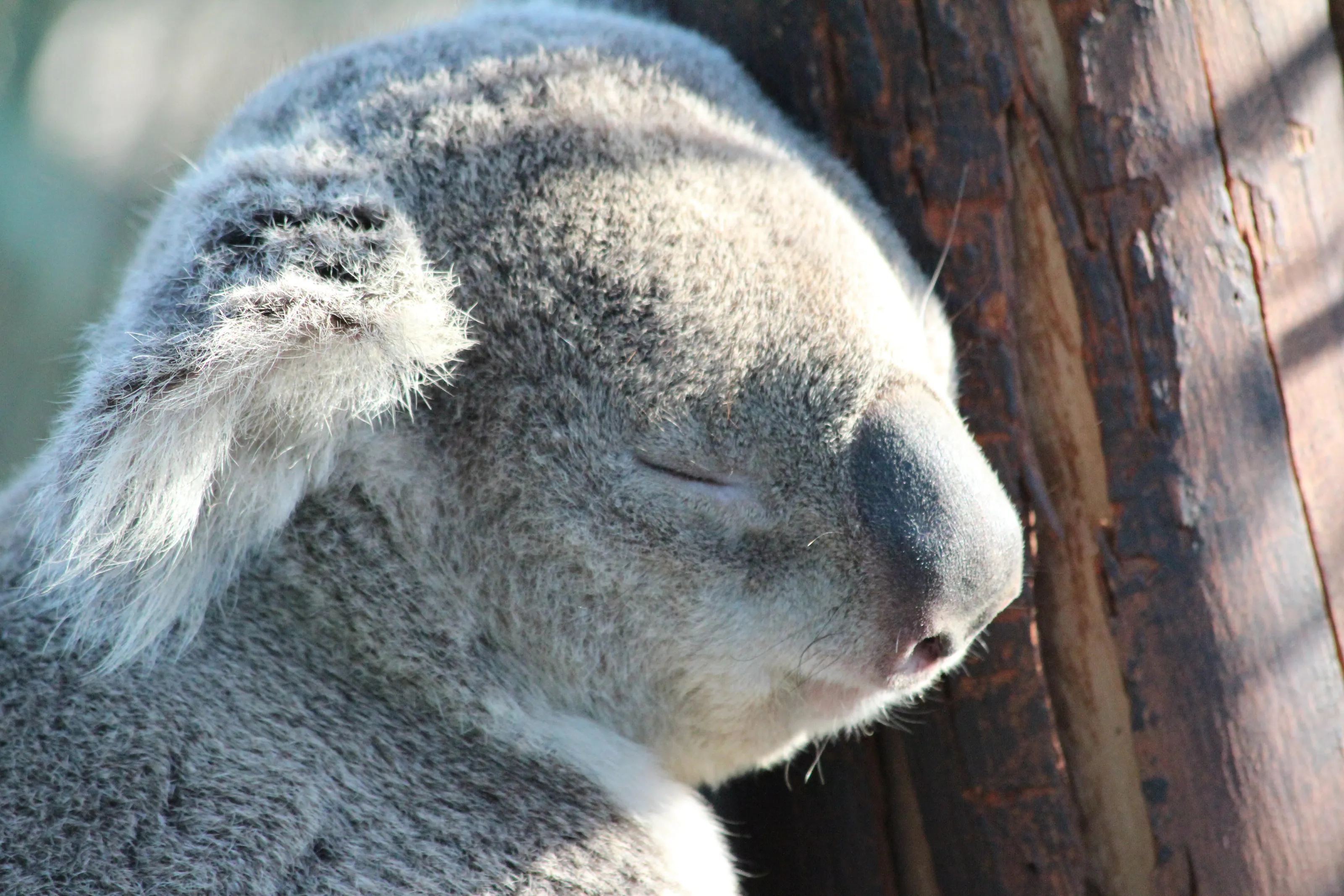 sleeping koala