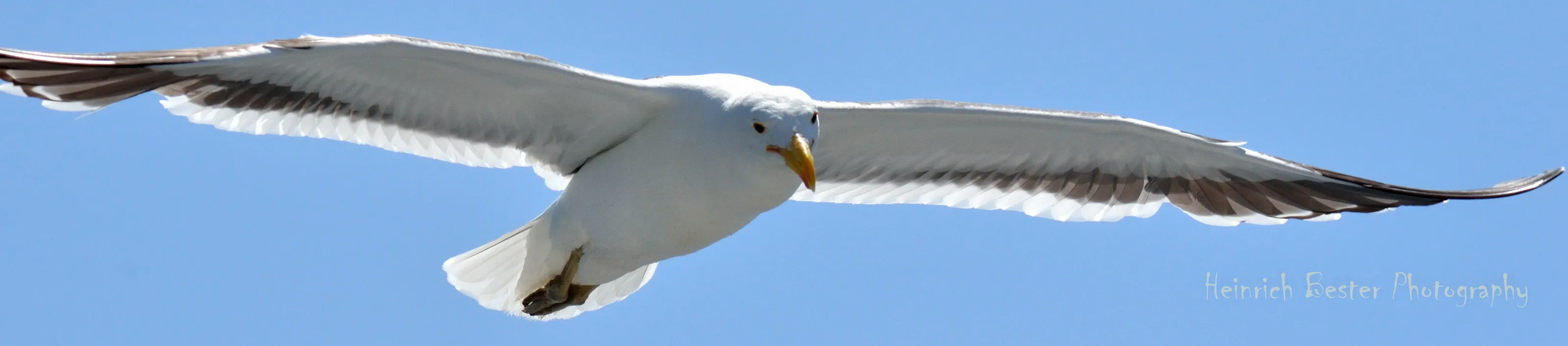 Seagull