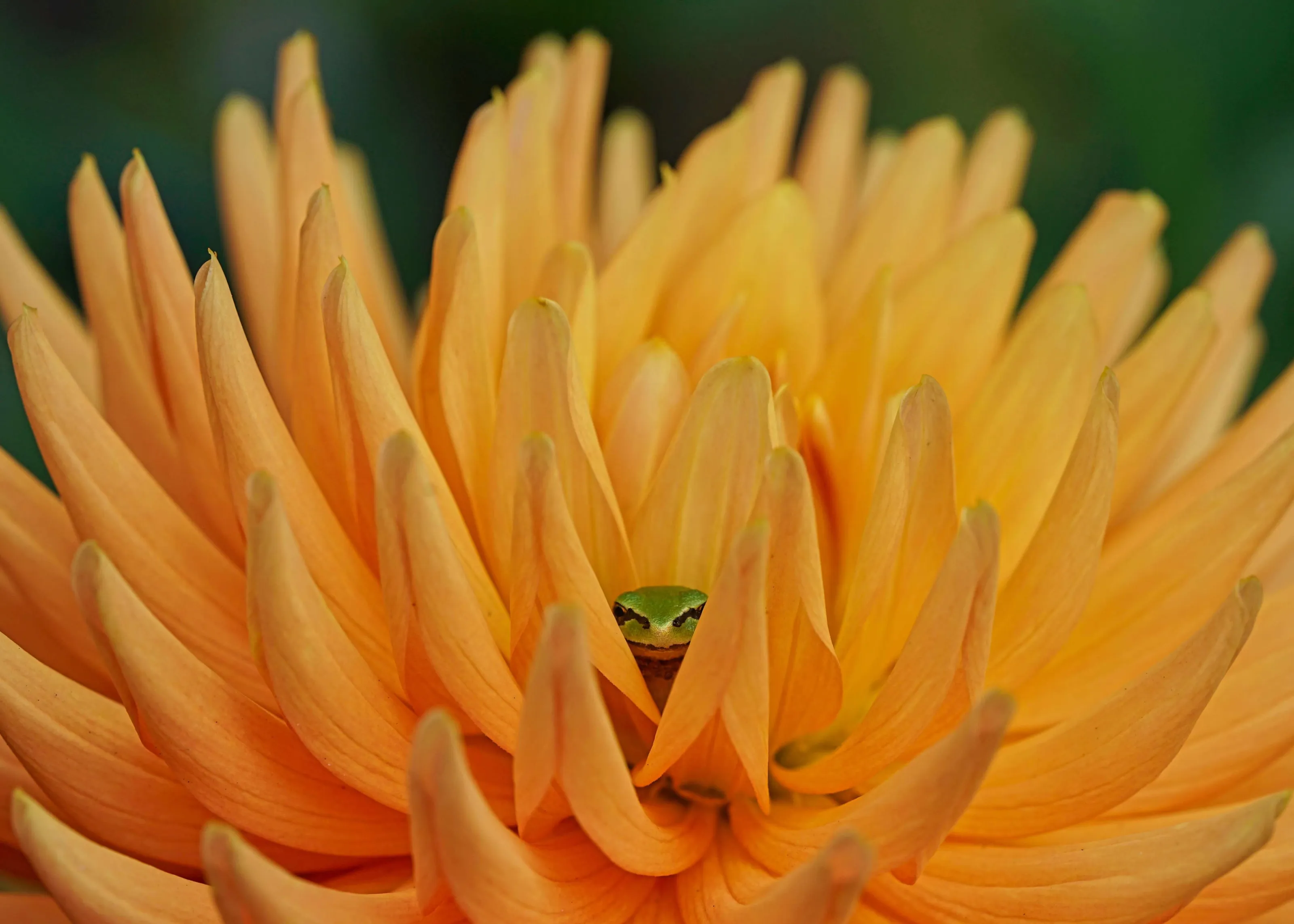 Tree Frog's Dahlia Home