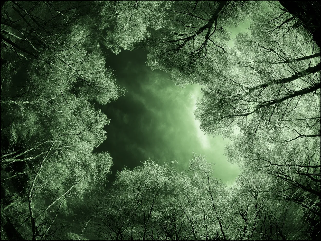 Enter the Green Wood Clear