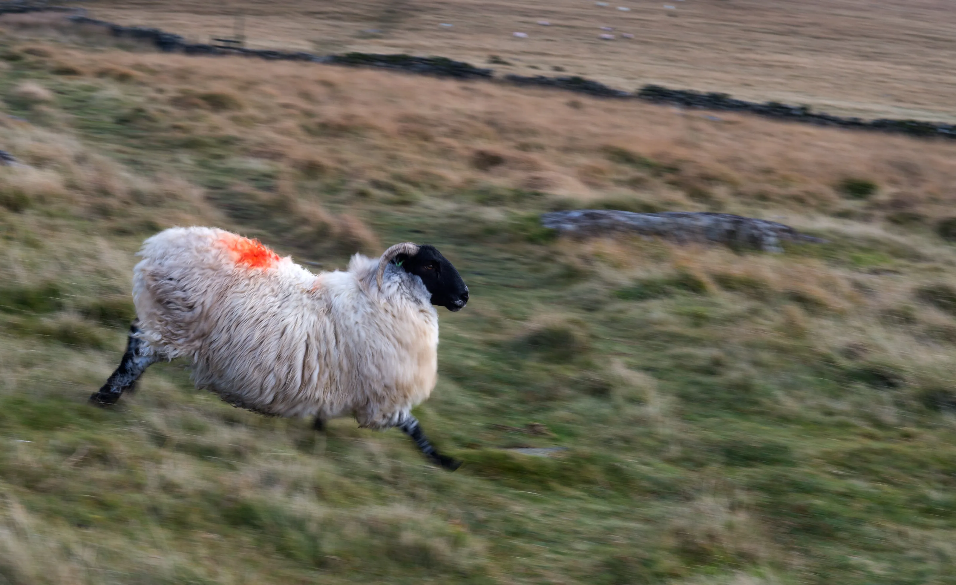 Running Sheep