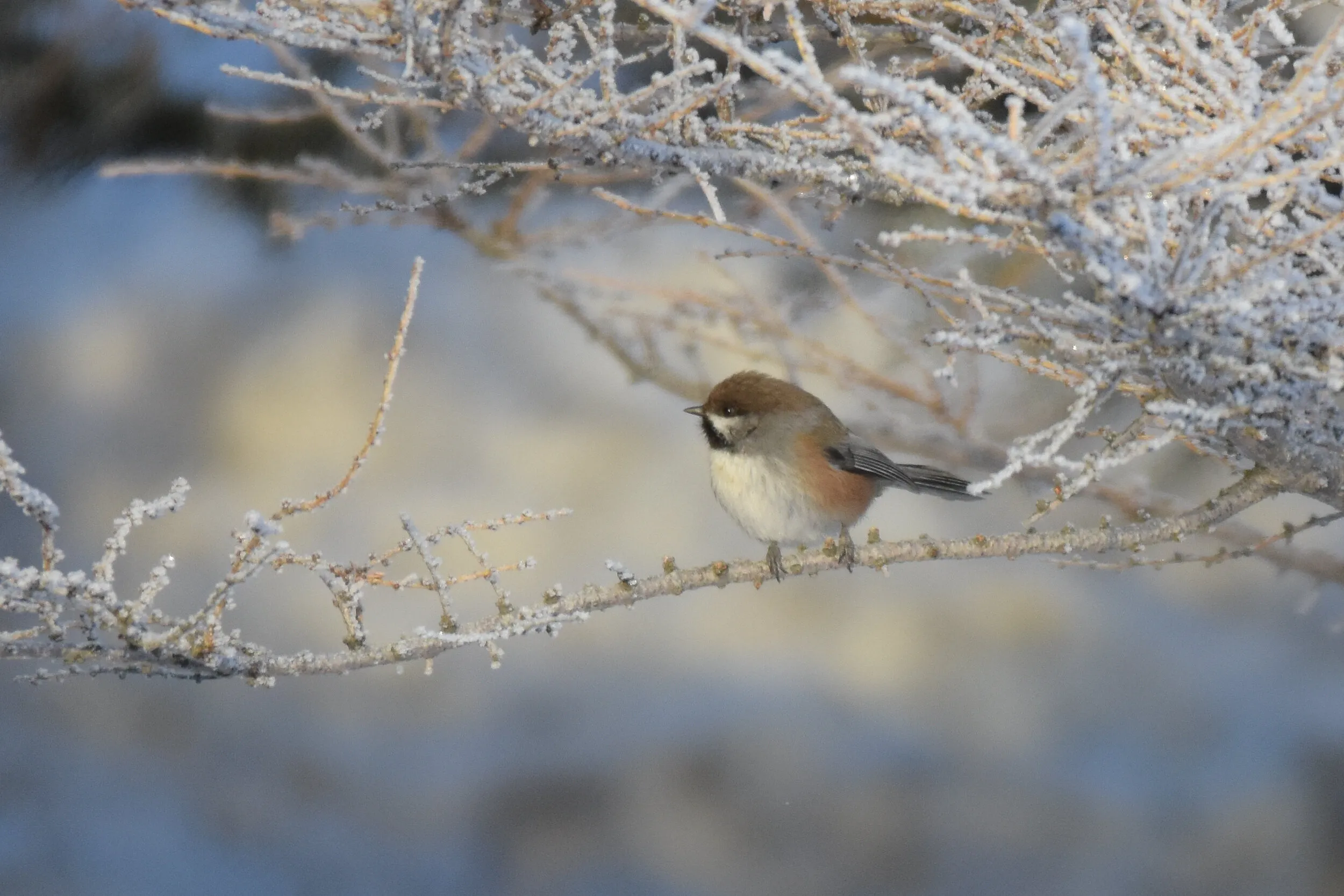 Boreal Chickadee in an Alaskan Winter