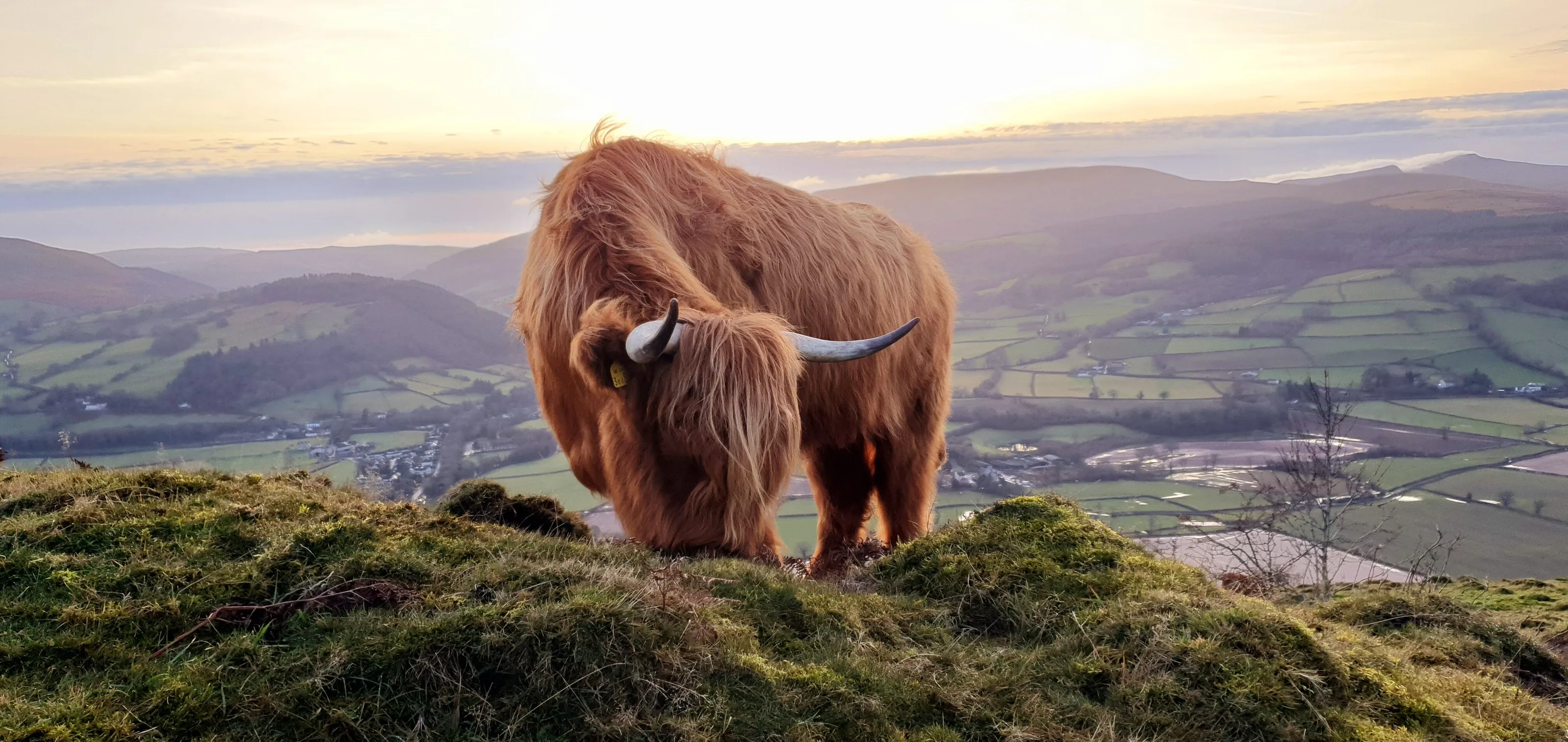 Cow in Brecon, Wales