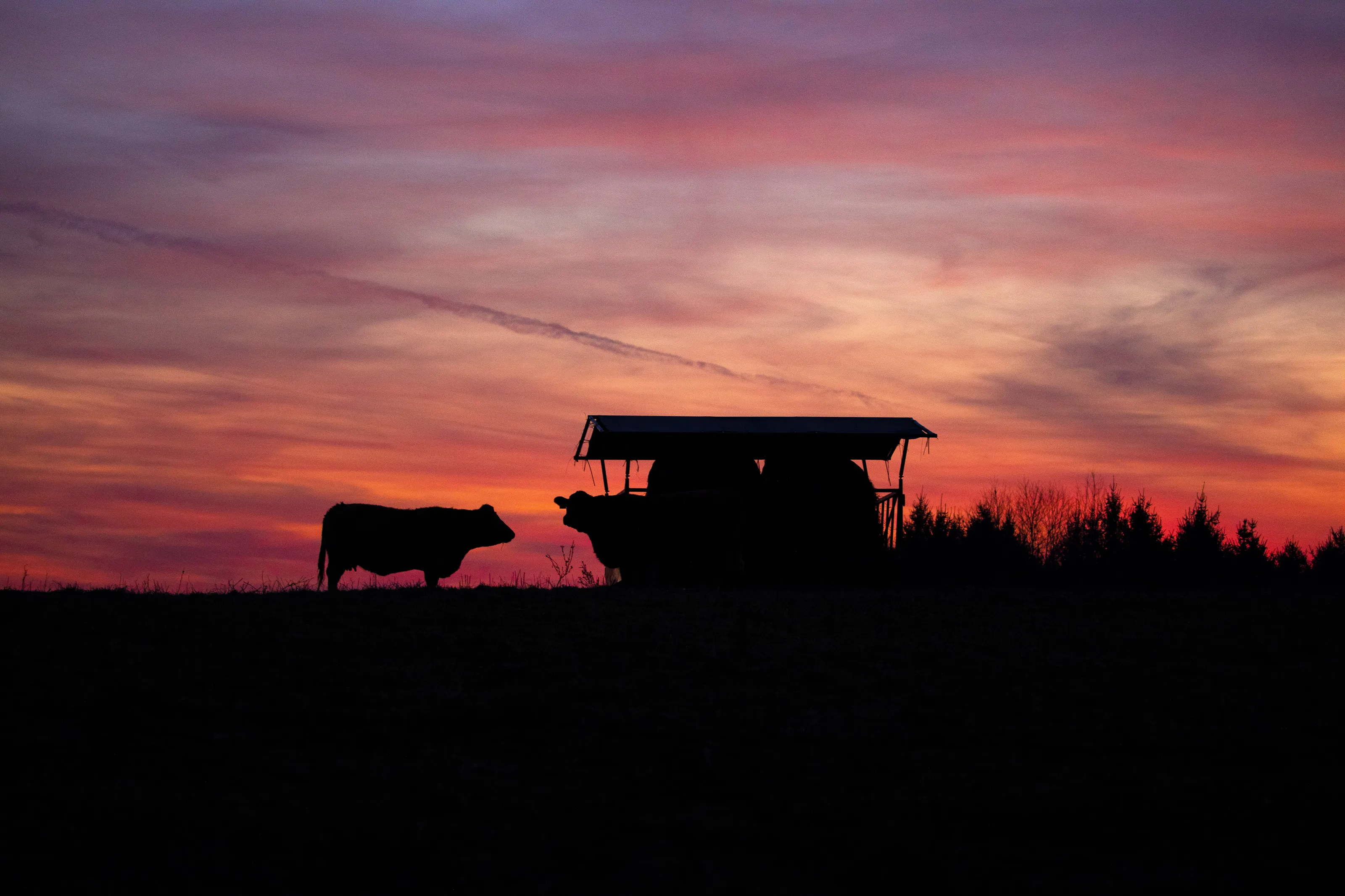 Cow Sunset