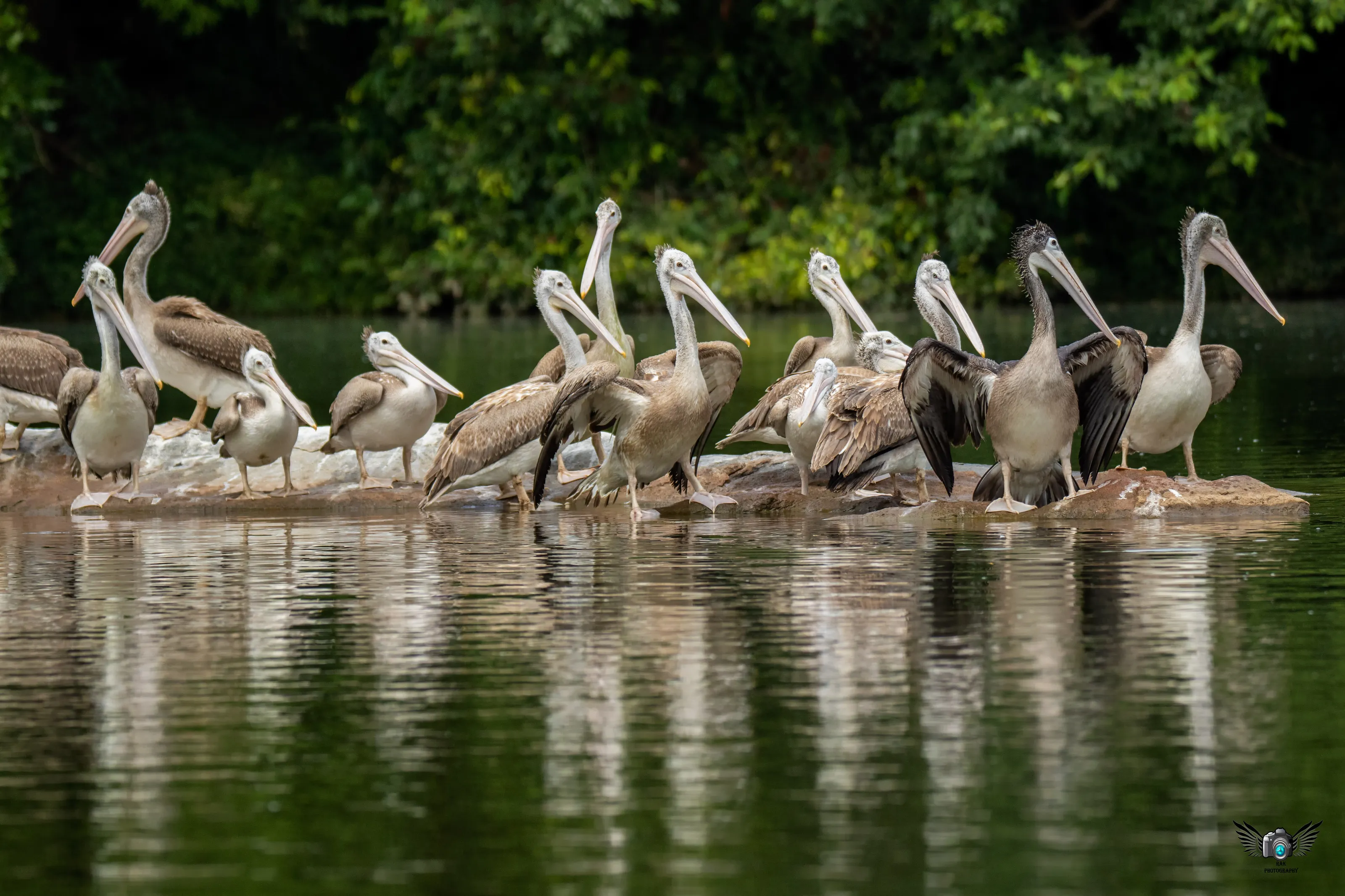 Pelican Family meet