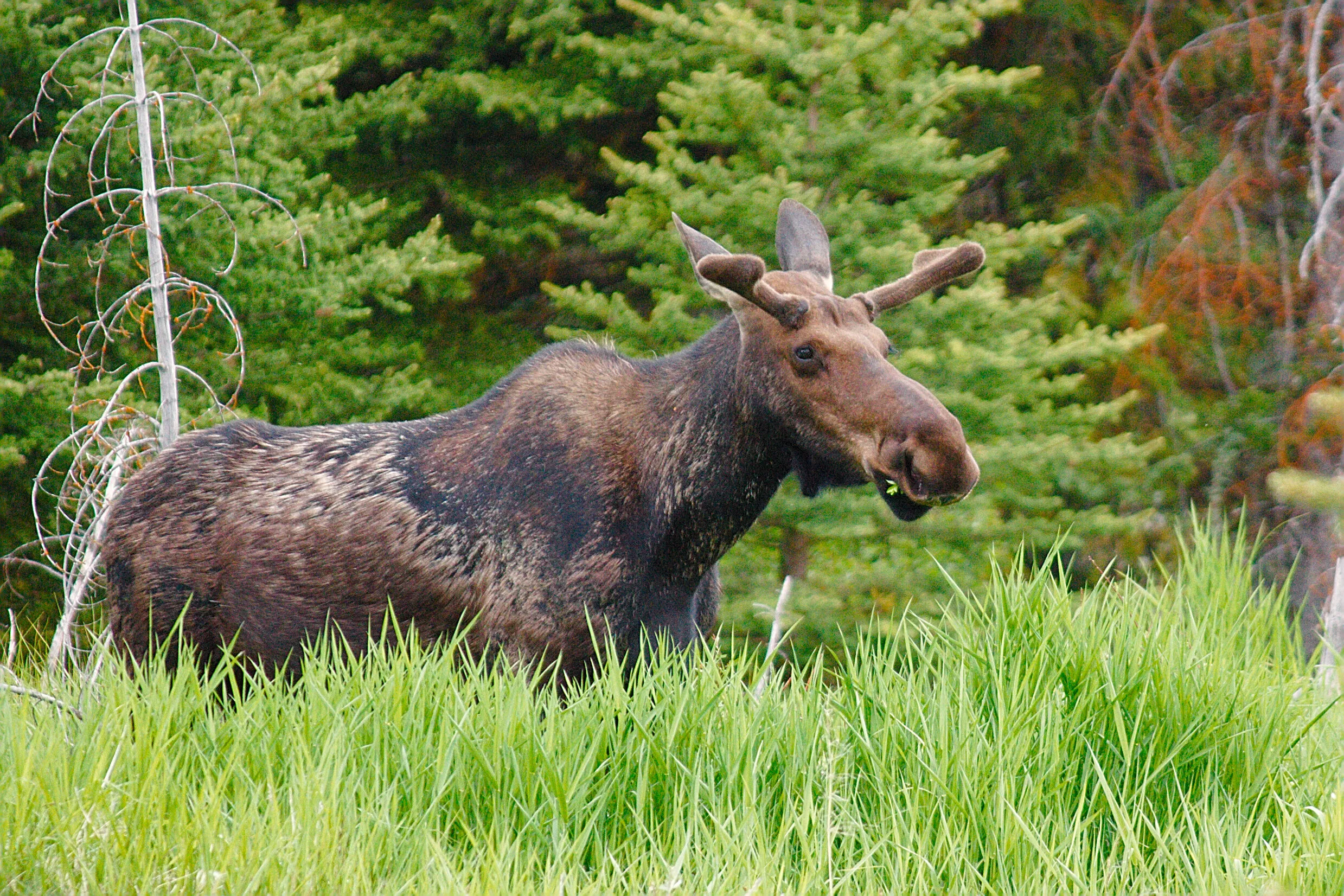 Moose