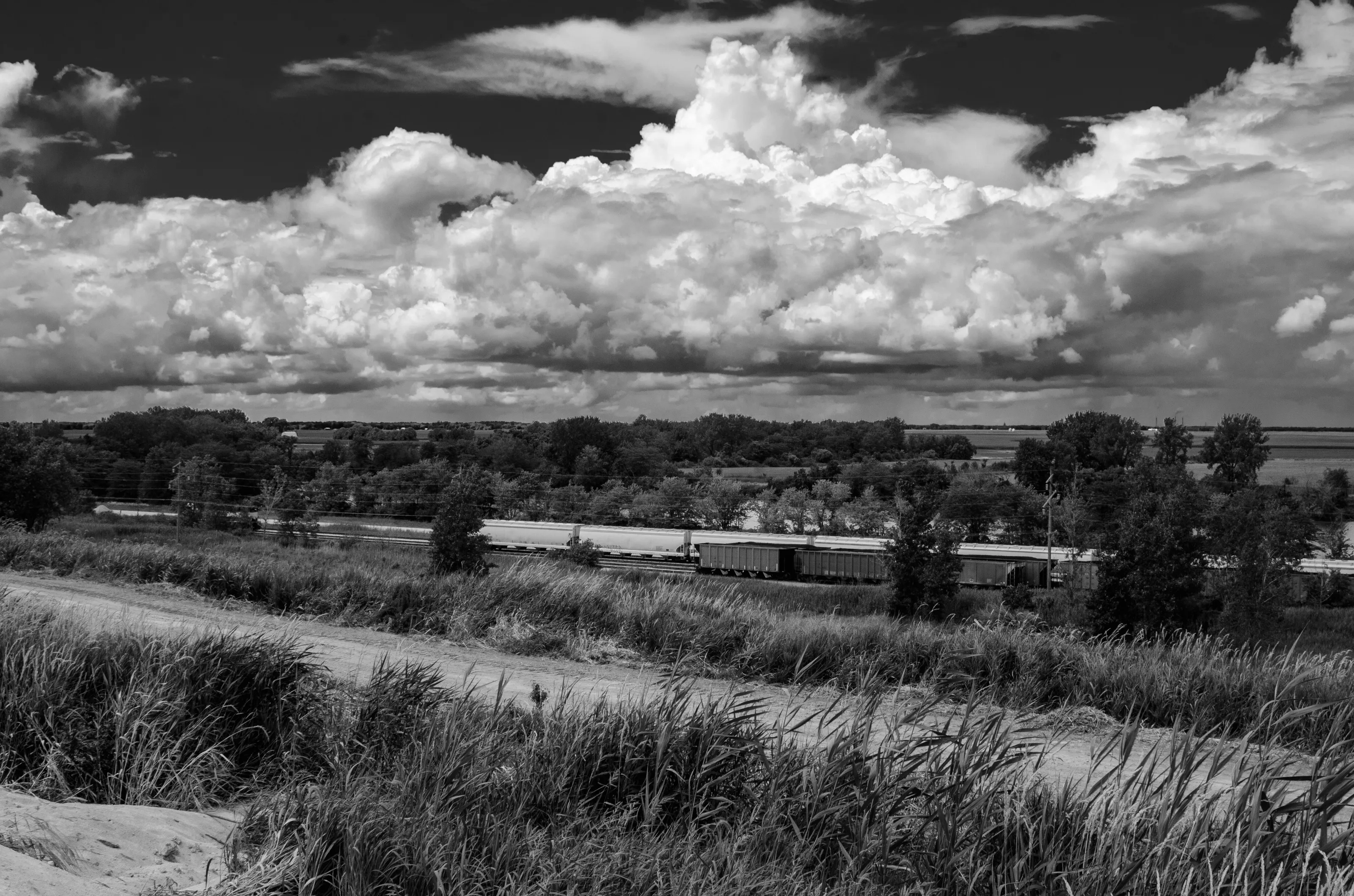 Central Illinois Prairie Scape