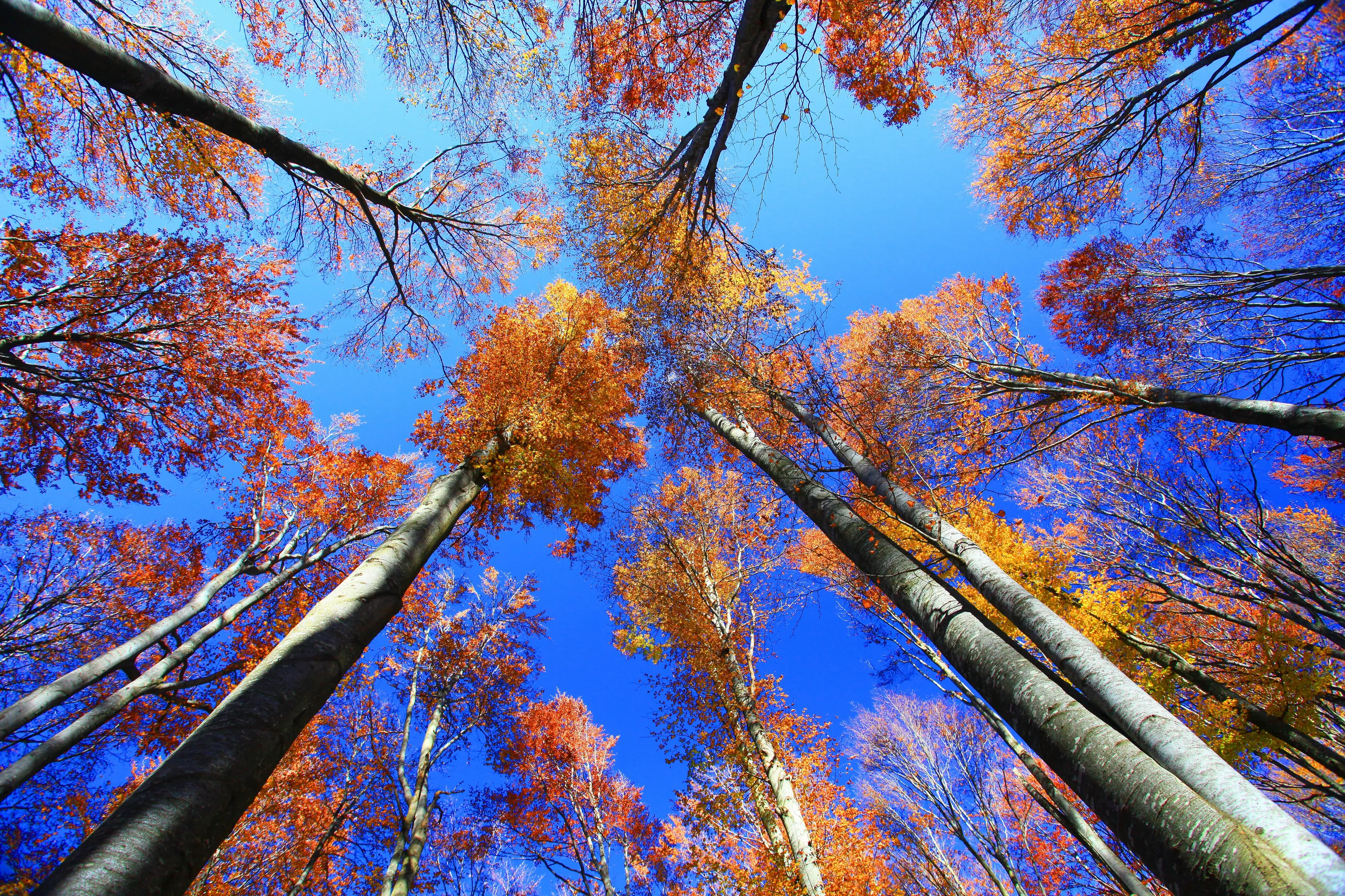 autumn