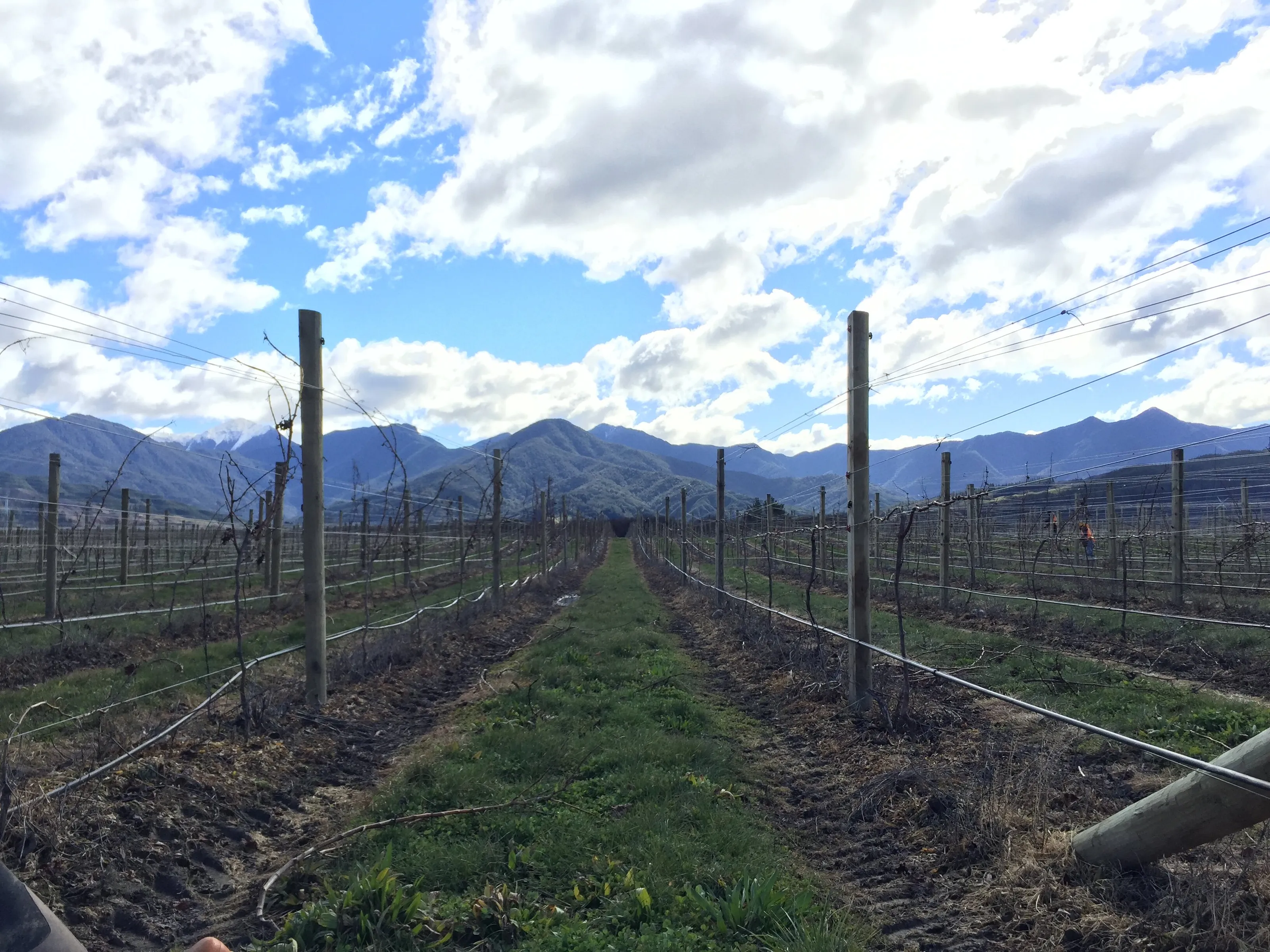 Vineyard