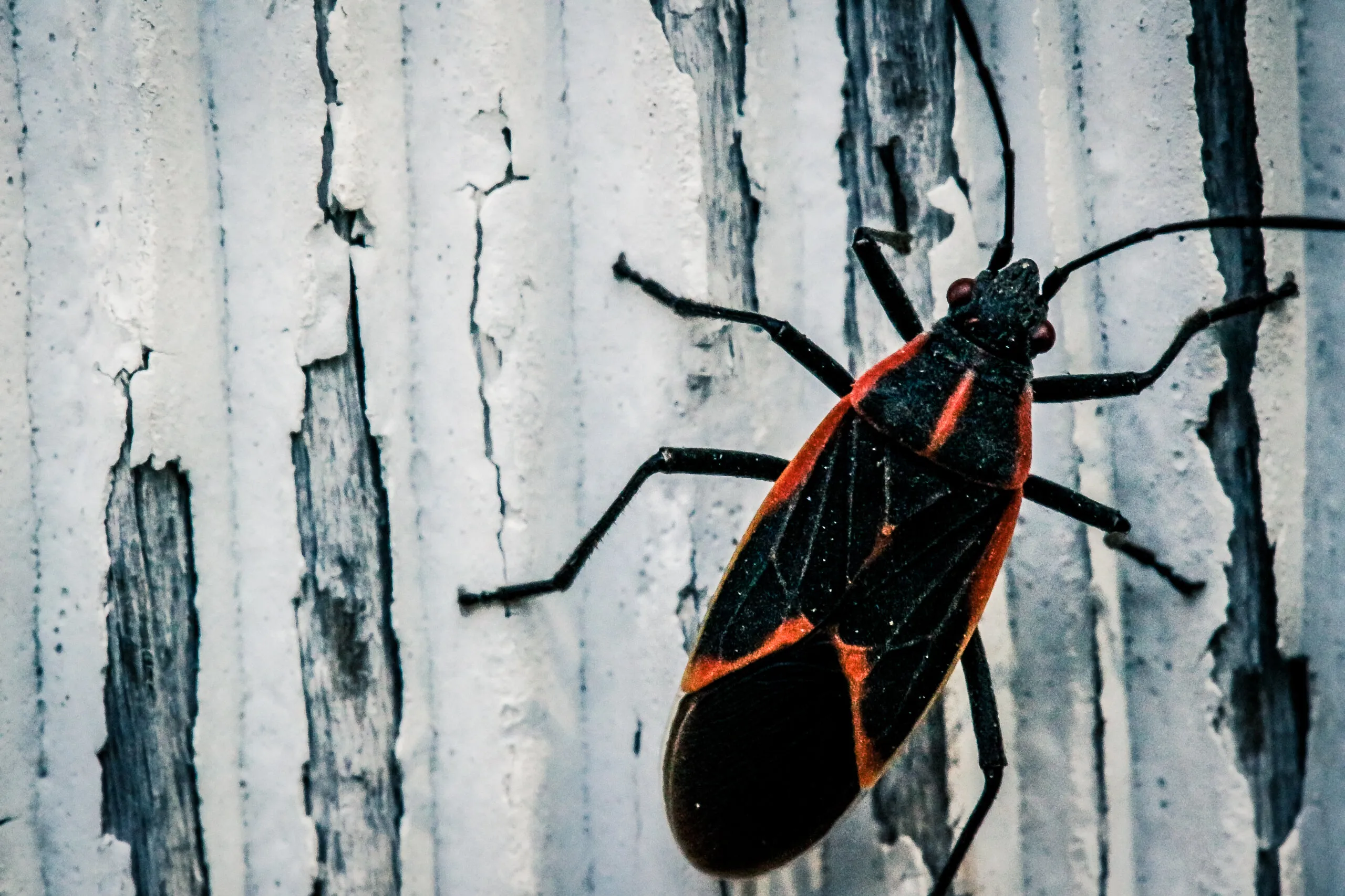 Box Elder Bug