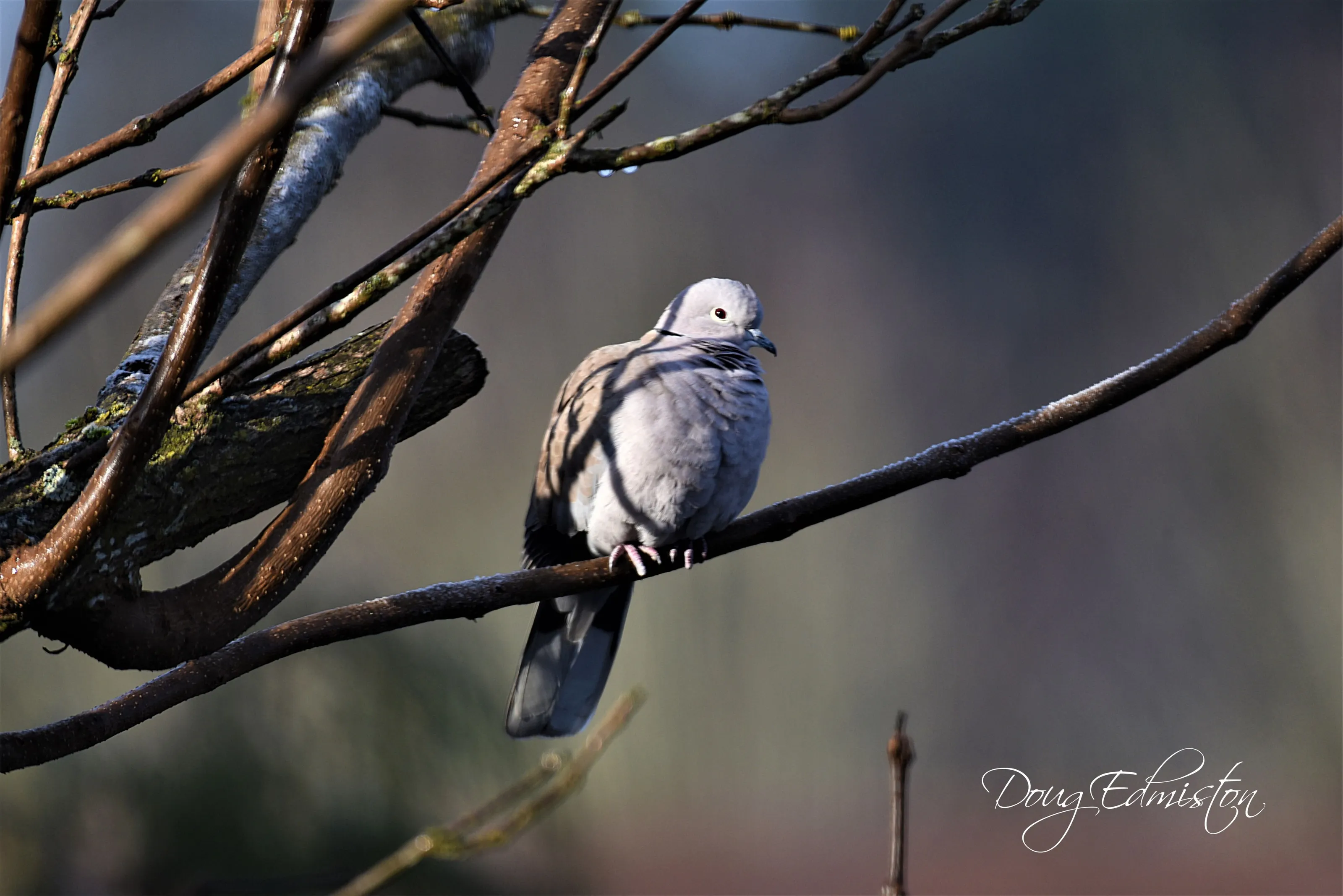 Eurasian Collared Dove