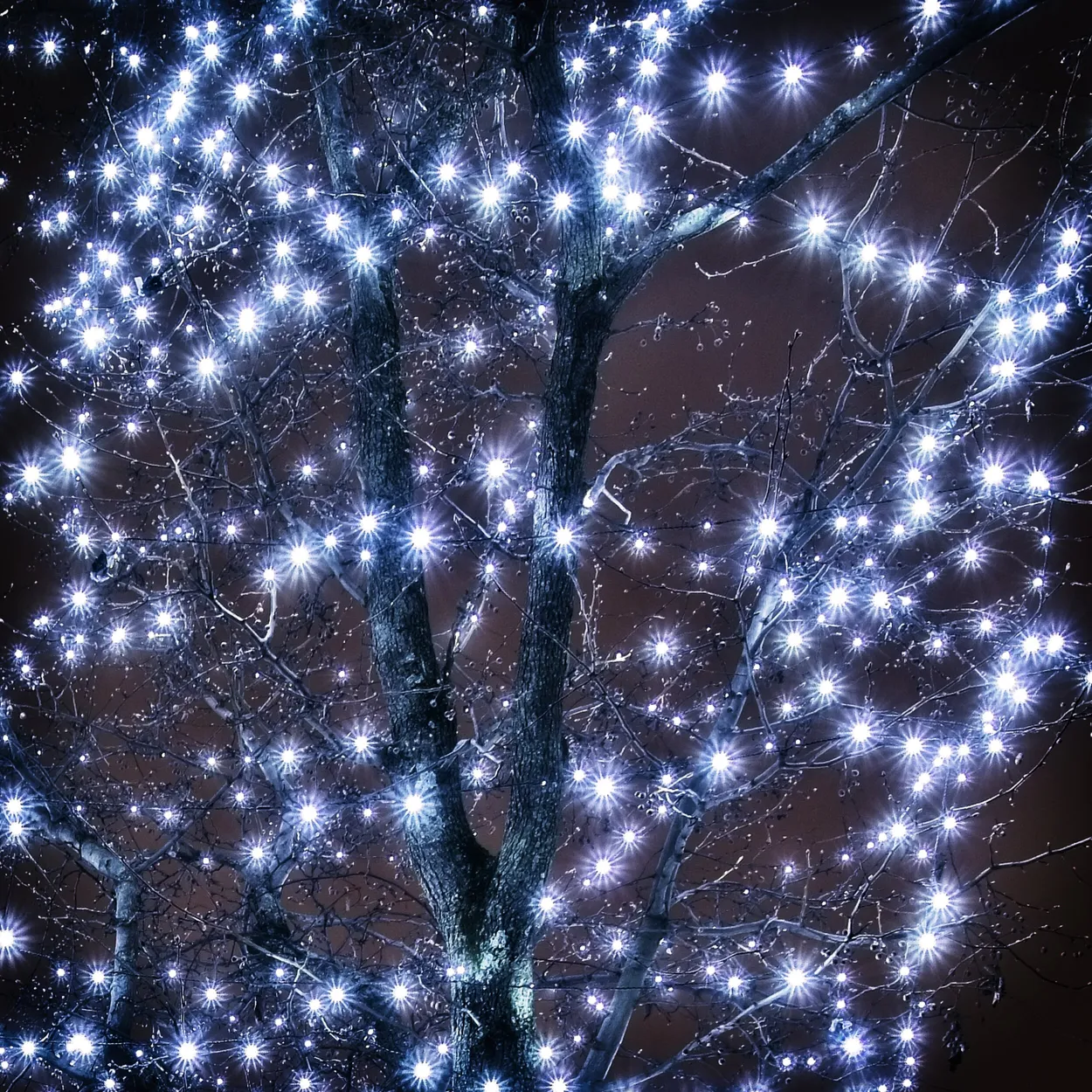 Entry 6331387