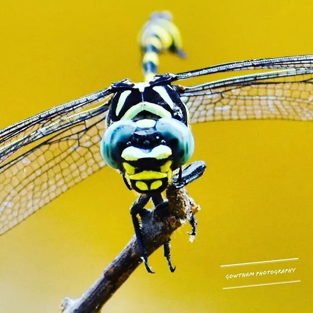 Jumbo dragonfly
