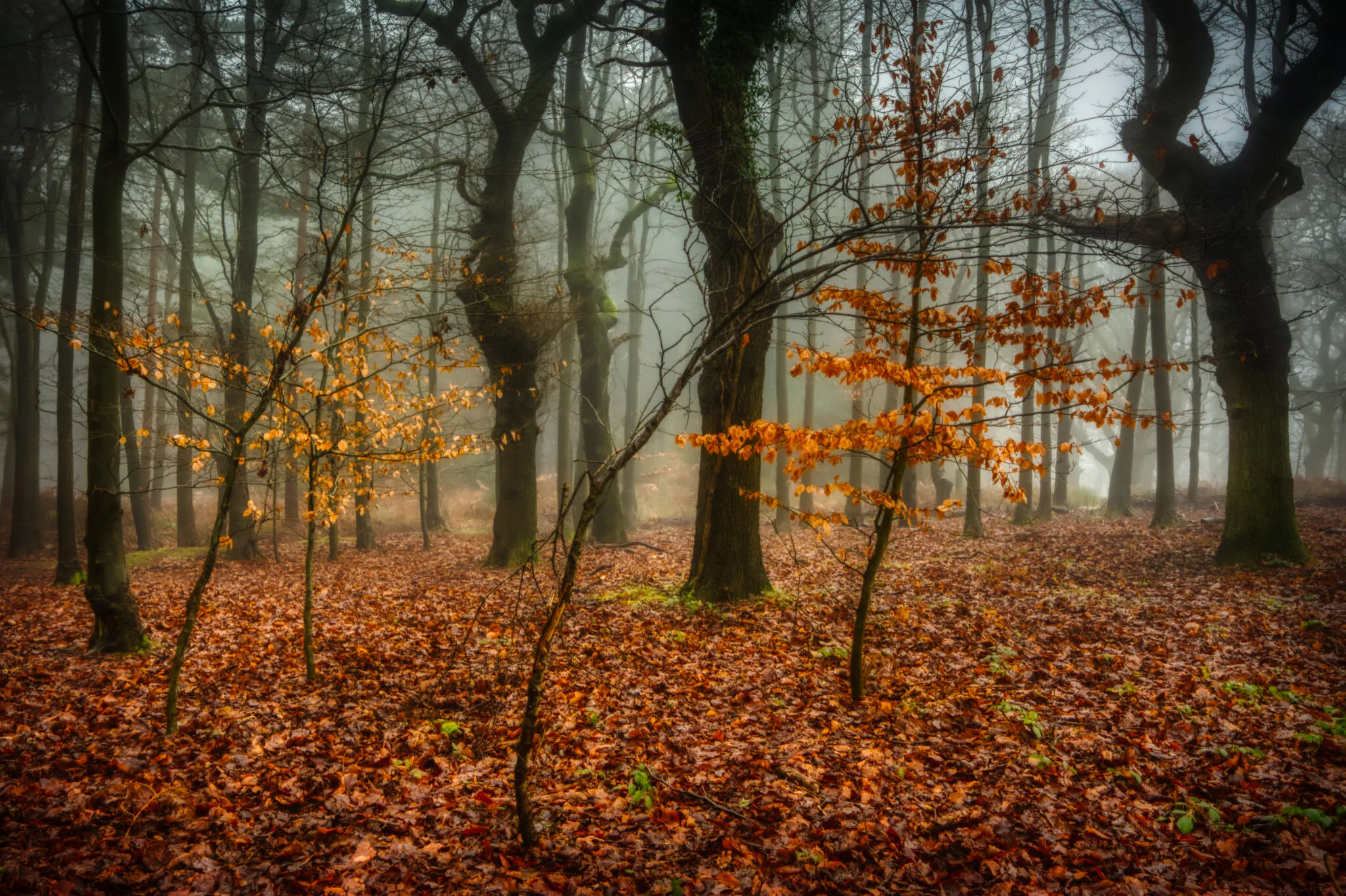 Saplings II