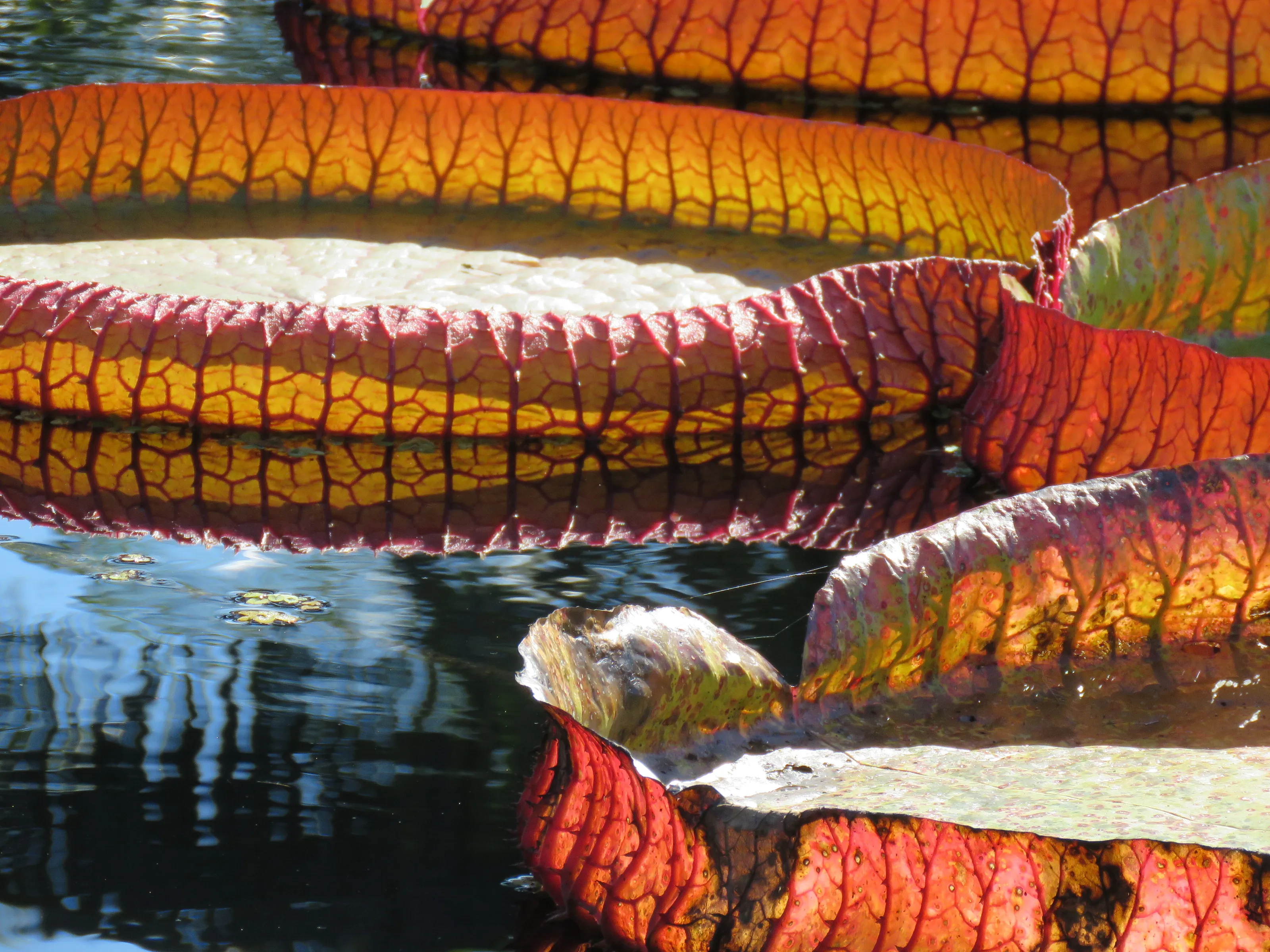 giant lily pad